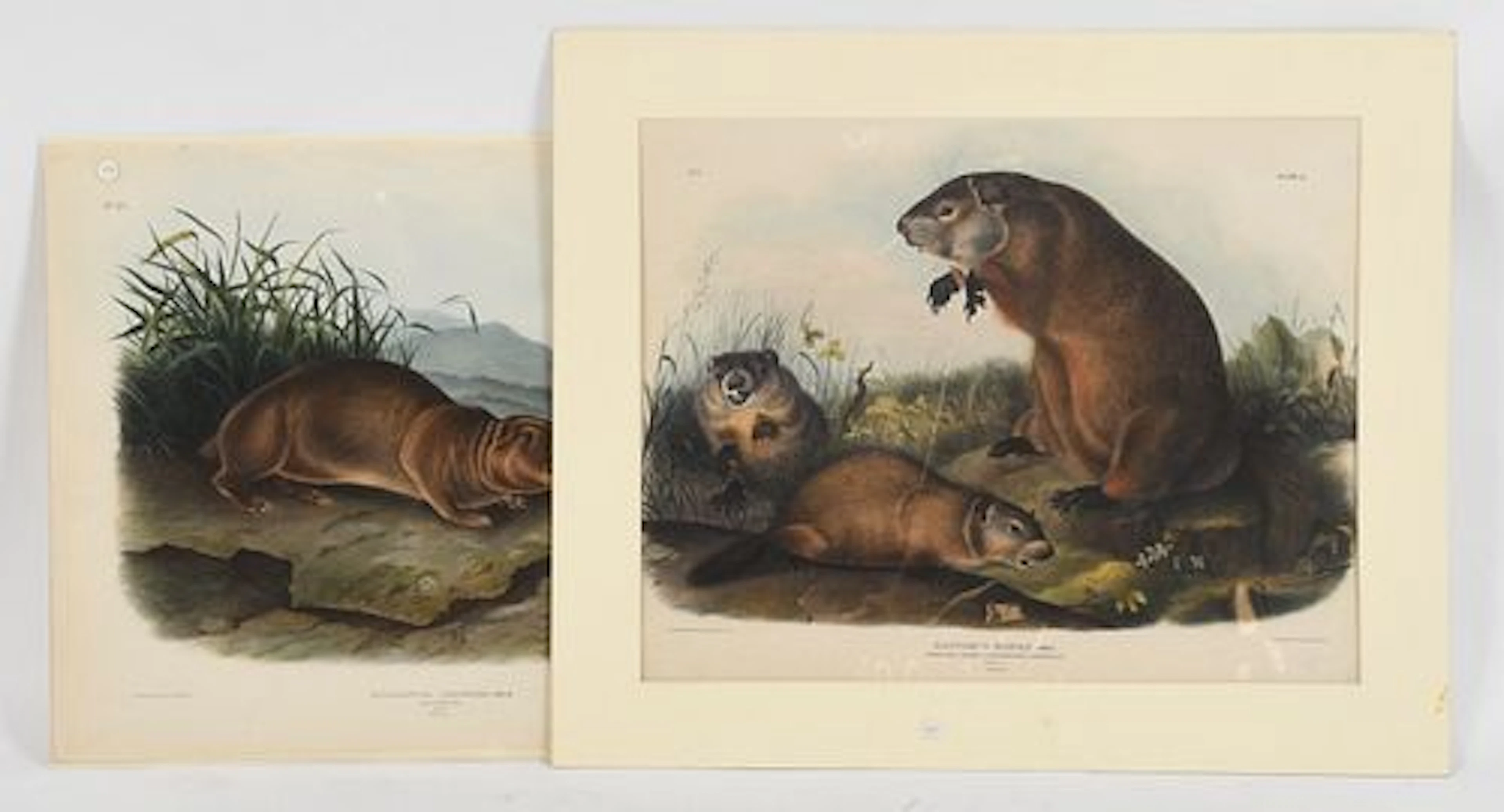 John James Audubon (French-American, 1785-1851), Groundhog and Sewellel