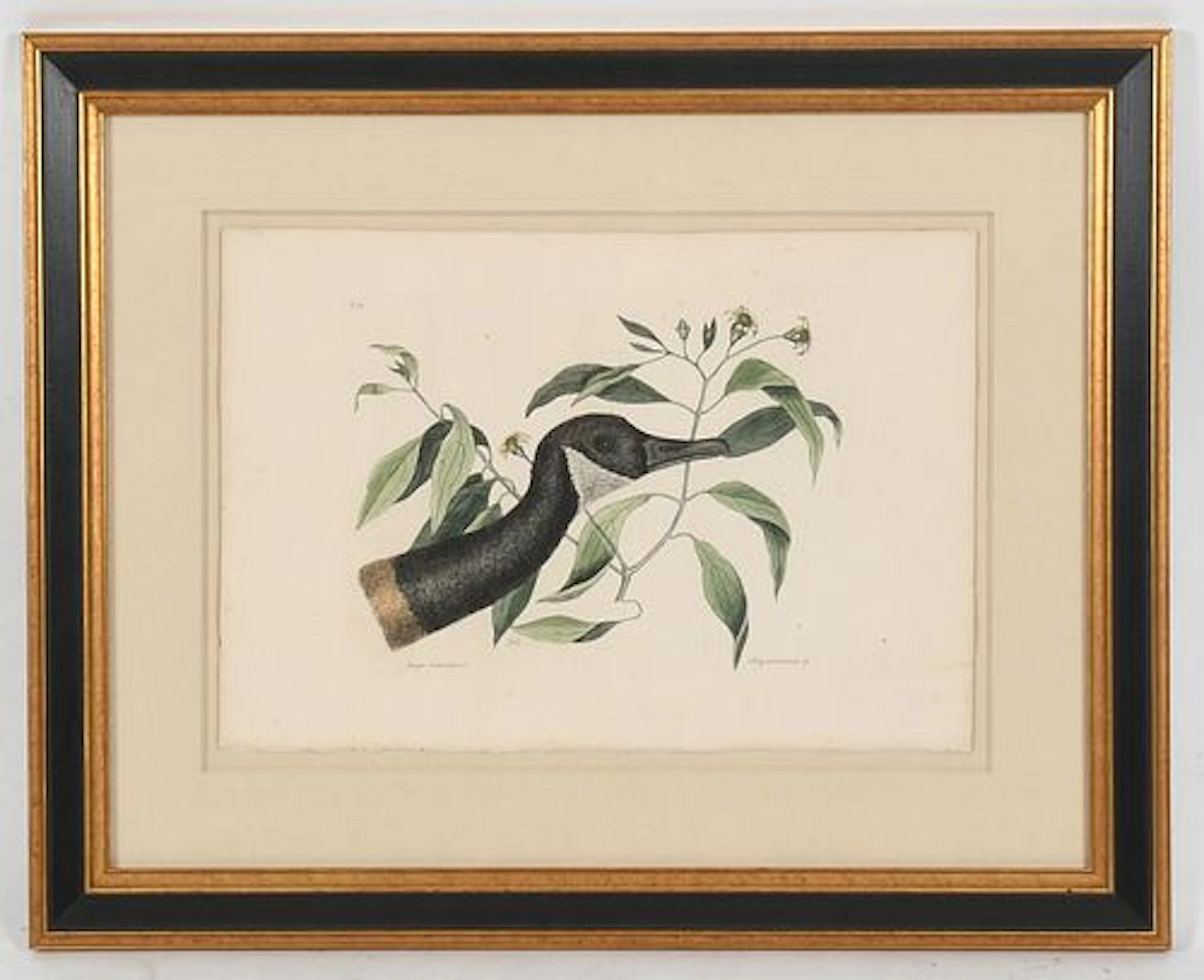 Mark Catesby (English, 1683 - 1949), Canada Goose and Chrysanthemum