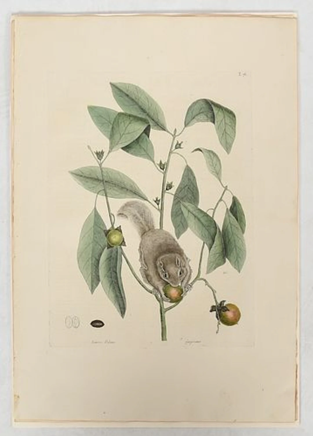 Mark Catesby (English, 1683 - 1949), Flying Squirrel and Persimmon Tree