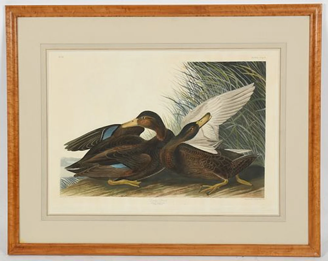 John James Audubon (French-American, 1785-1851), Dusky Duck