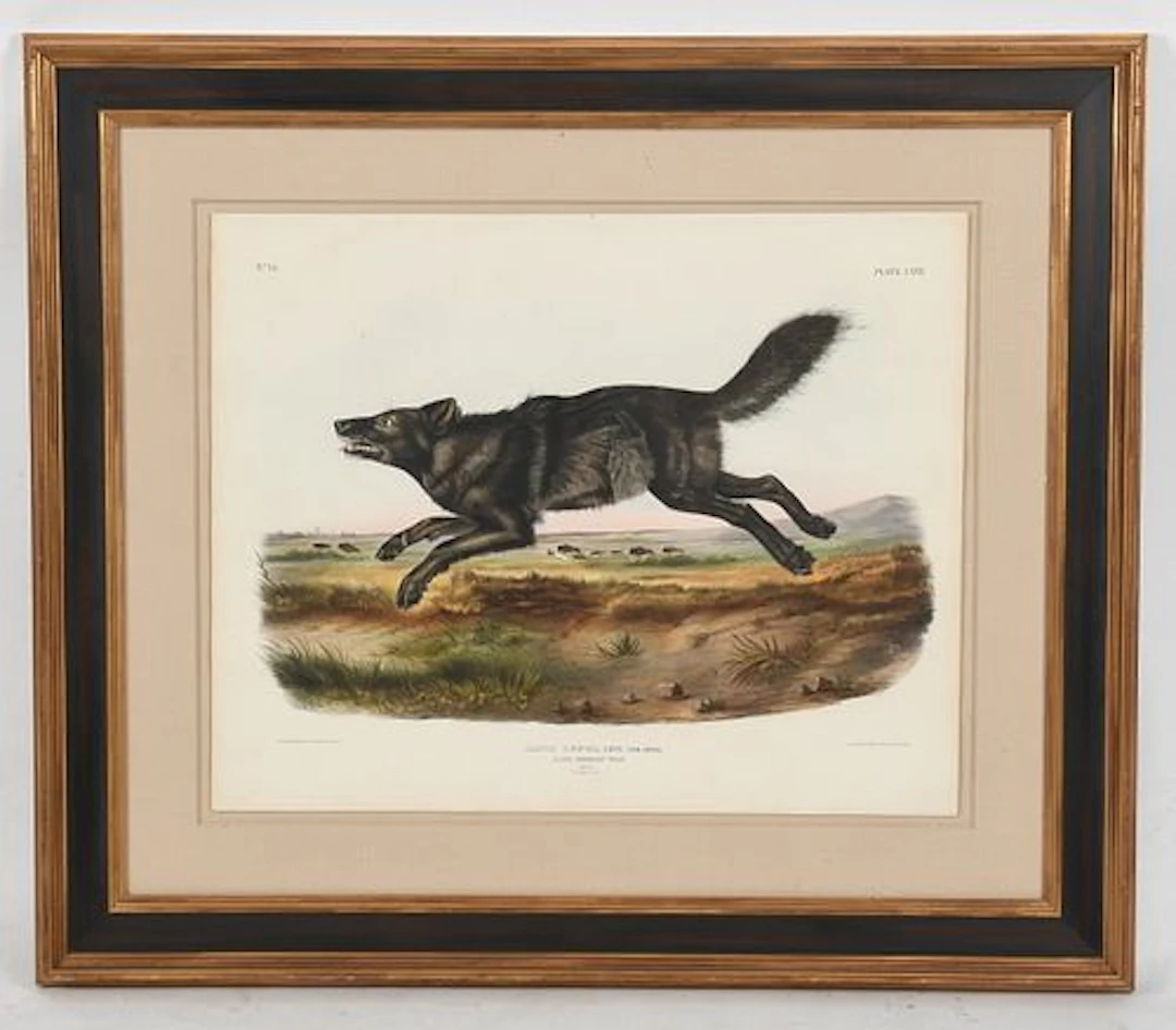 John James Audubon (French-American, 1785-1851), Black American Wolf