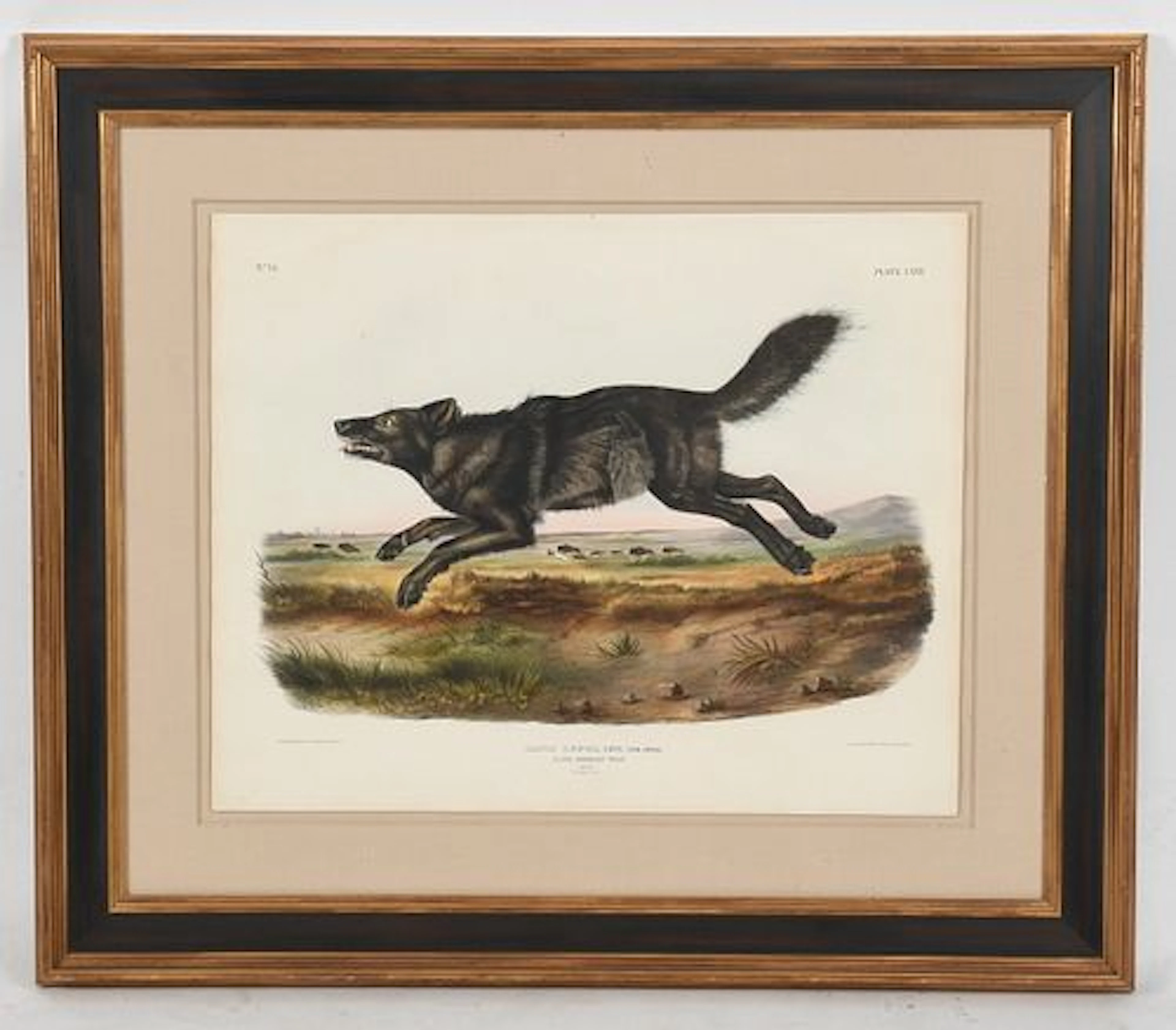 John James Audubon (French-American, 1785-1851), Black American Wolf