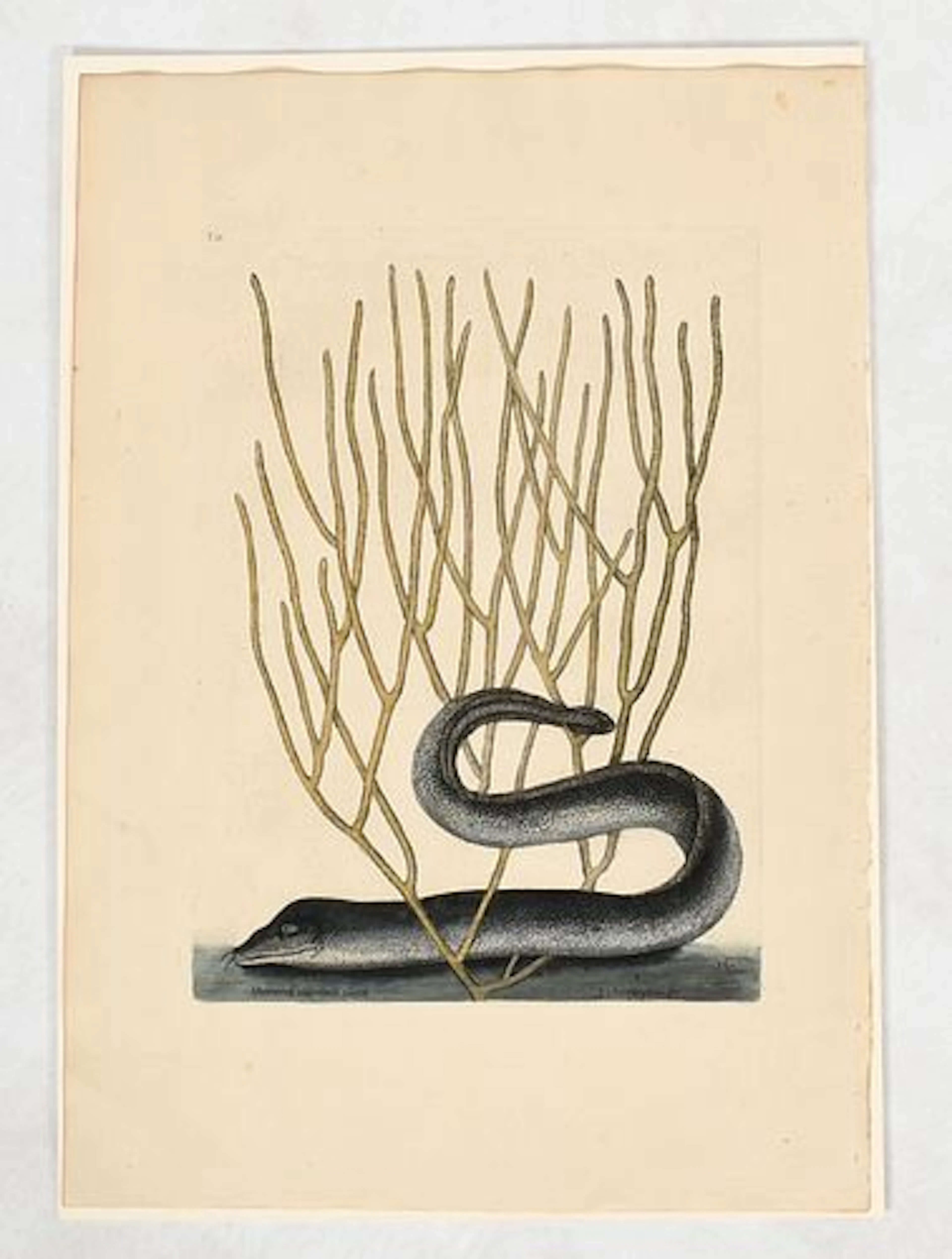 Mark Catesby (English, 1683 - 1949), Black Muray Eel and Litophyton