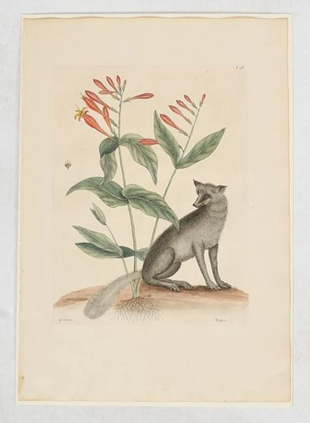 Mark Catesby (English, 1683 - 1949), Fox and Ginger Plant