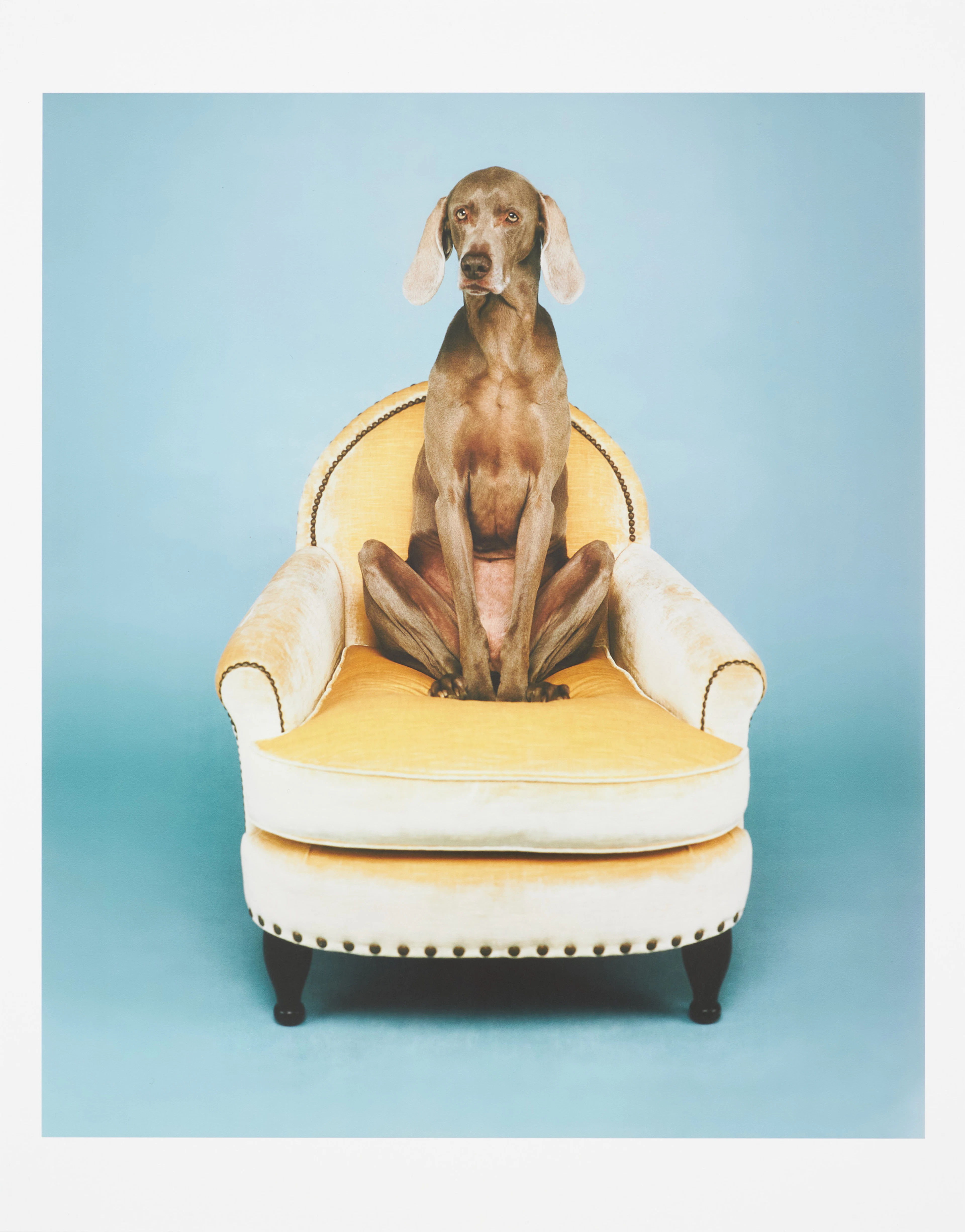 WILLIAM WEGMAN. Fotografi, "Yoga", signerad tergo samt numrerad 49/500