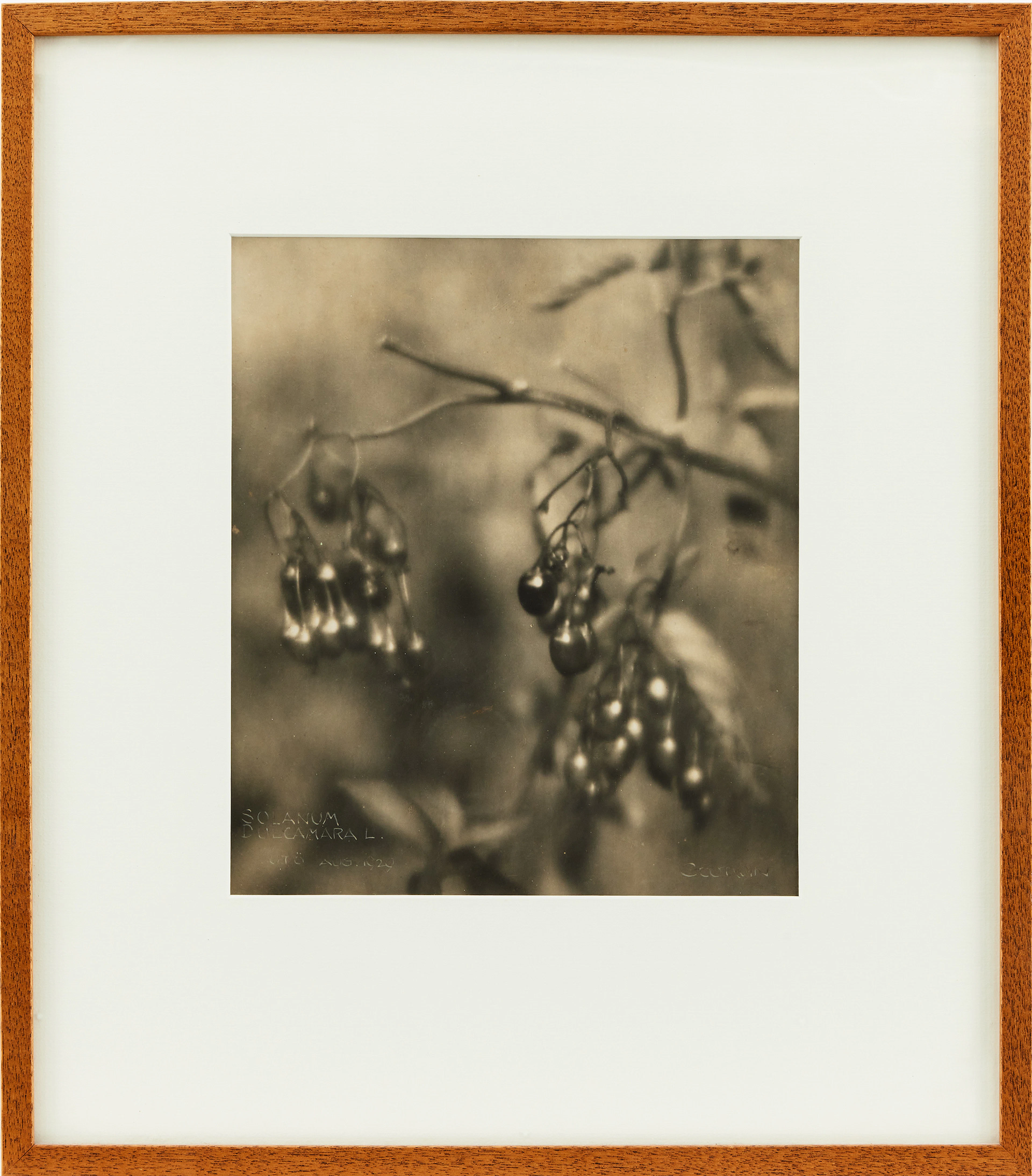HENRY B. GOODWIN (TYSKLAND/SVERIGE 1878-1931). "Solanum Dulcamara L.".