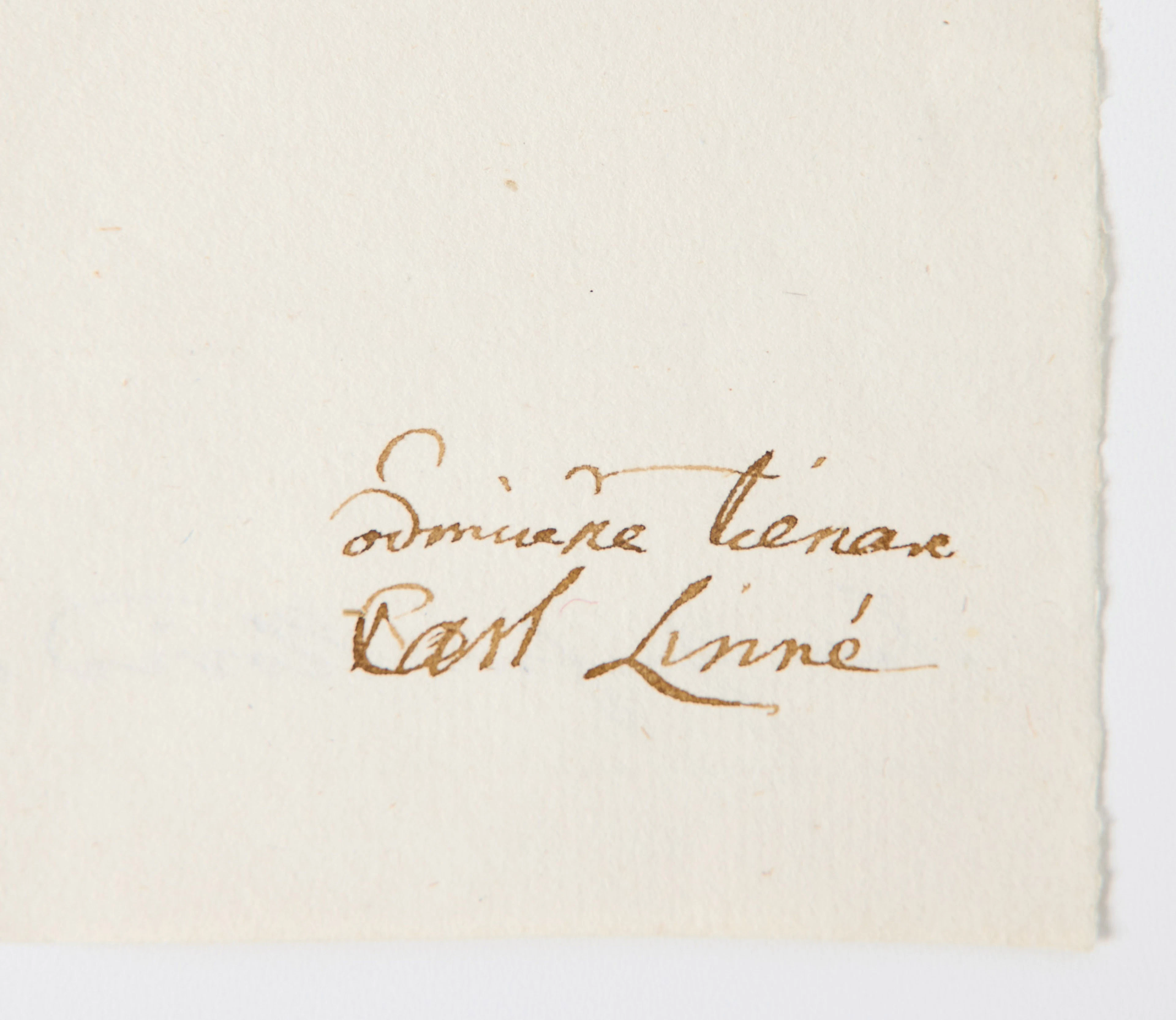 LINNAEUS'S LETTER TO ARVID STENBOCK, DATED HAMMARBY 1775.