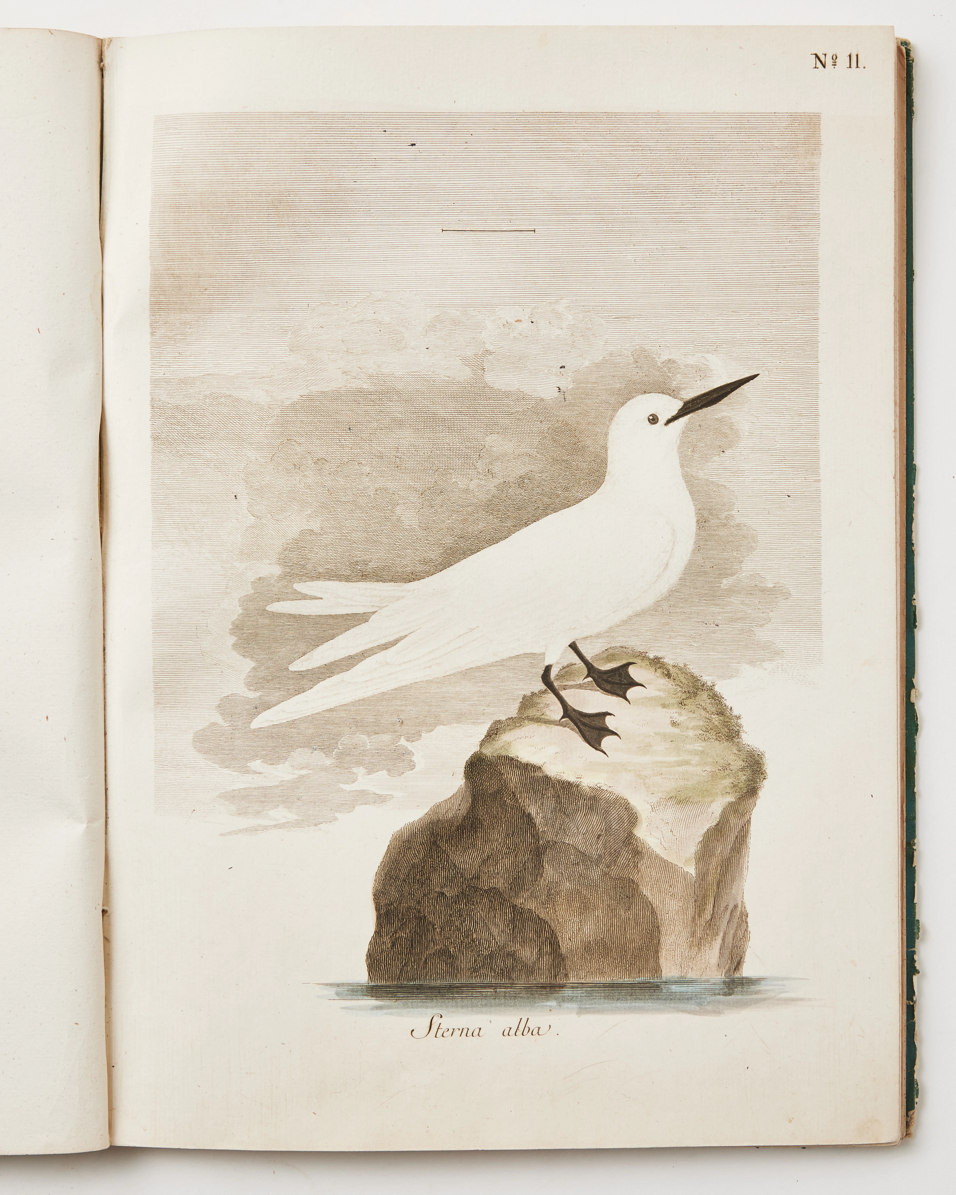 SPARRMAN'S RARE MUSEUM CARLSONIANUM, 1786-87, with 50 fine birdplates.