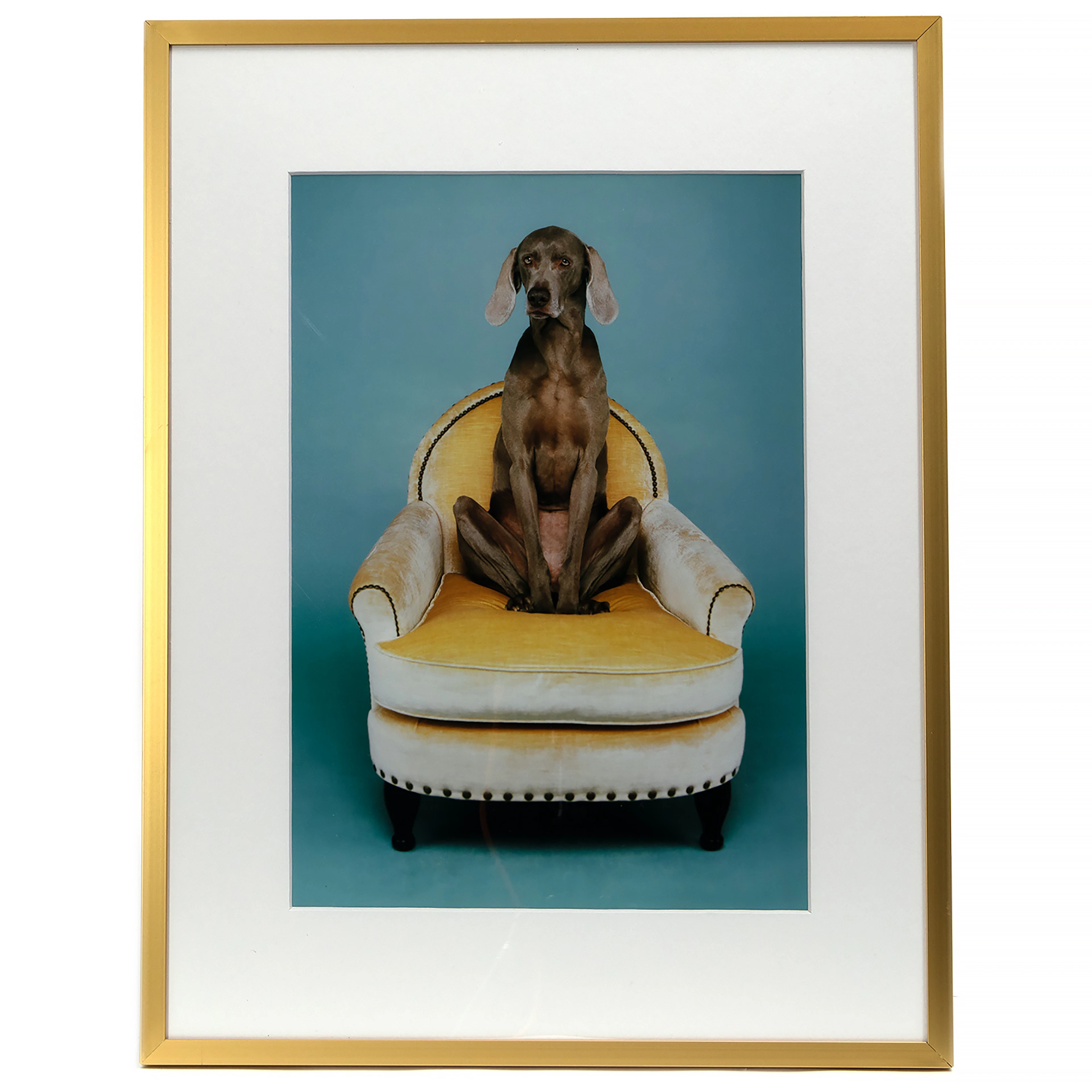 WILLIAM WEGMAN. "Yoga", giclée.