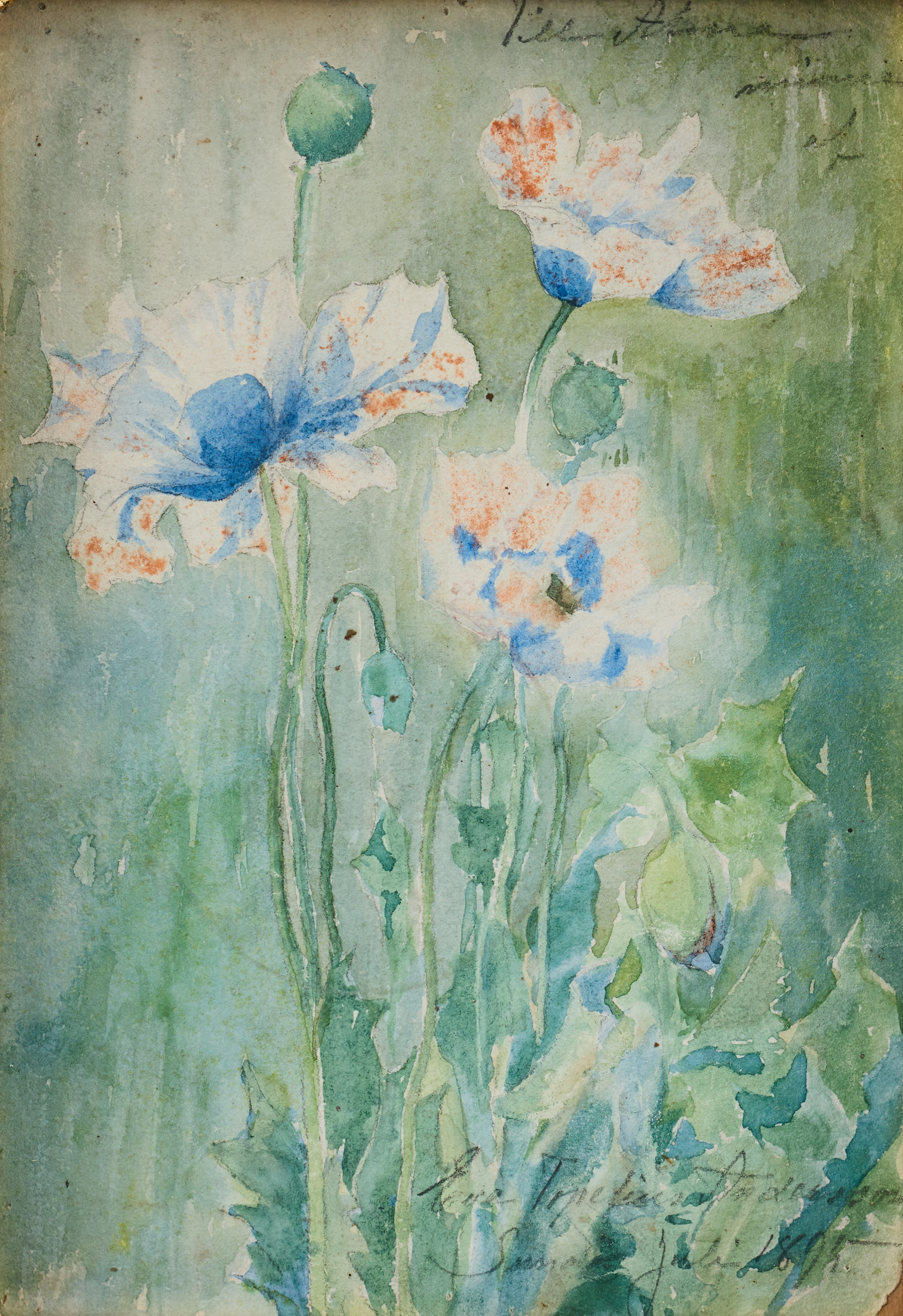 EVA ACKE (ANDERSSON TOPELIUS) 1855-1929. Blommande Vallmo.