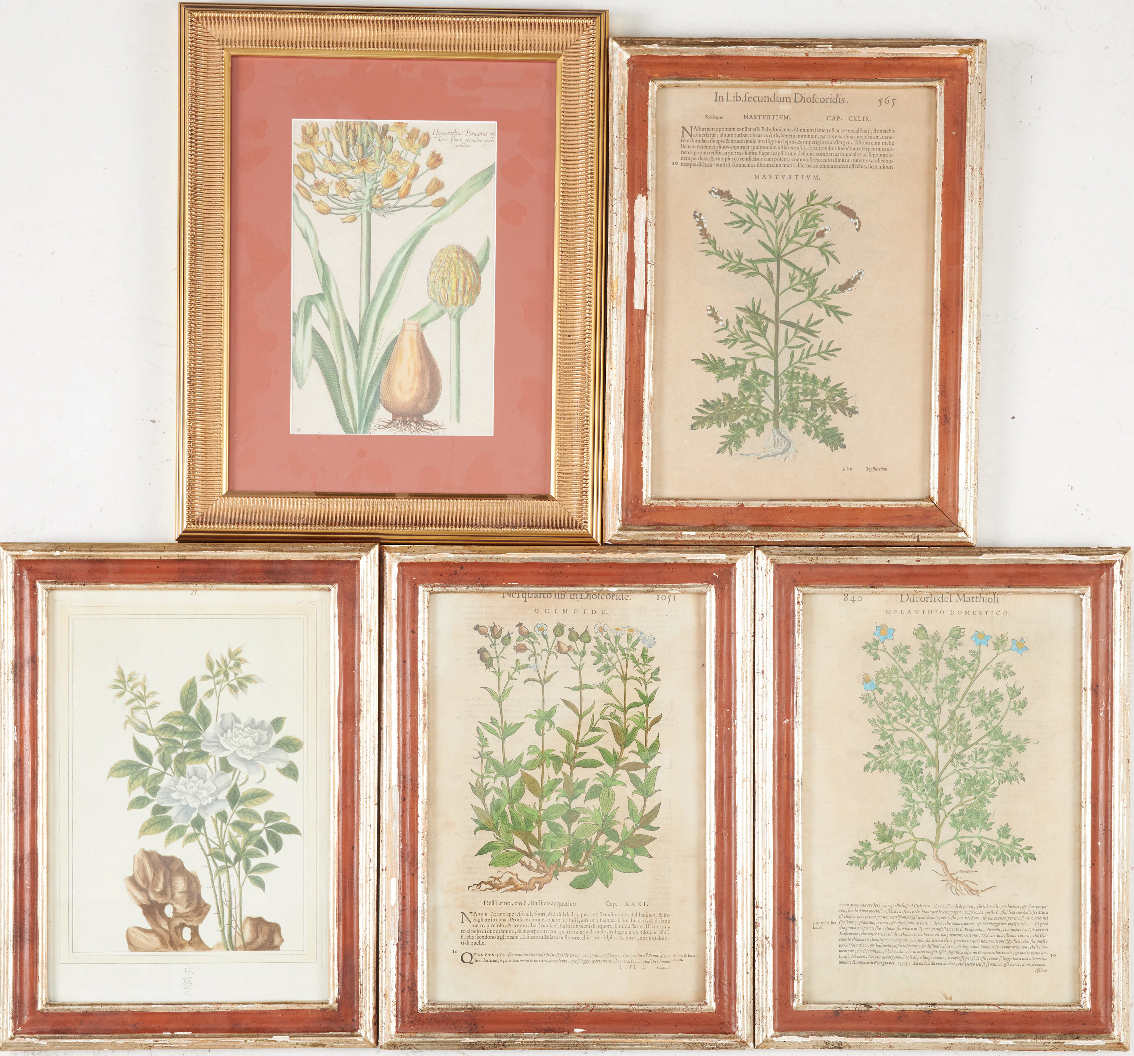 BOTANISKA planscher 5 st, 3 st ur Pietro Andrea Mattiolis bok om örter