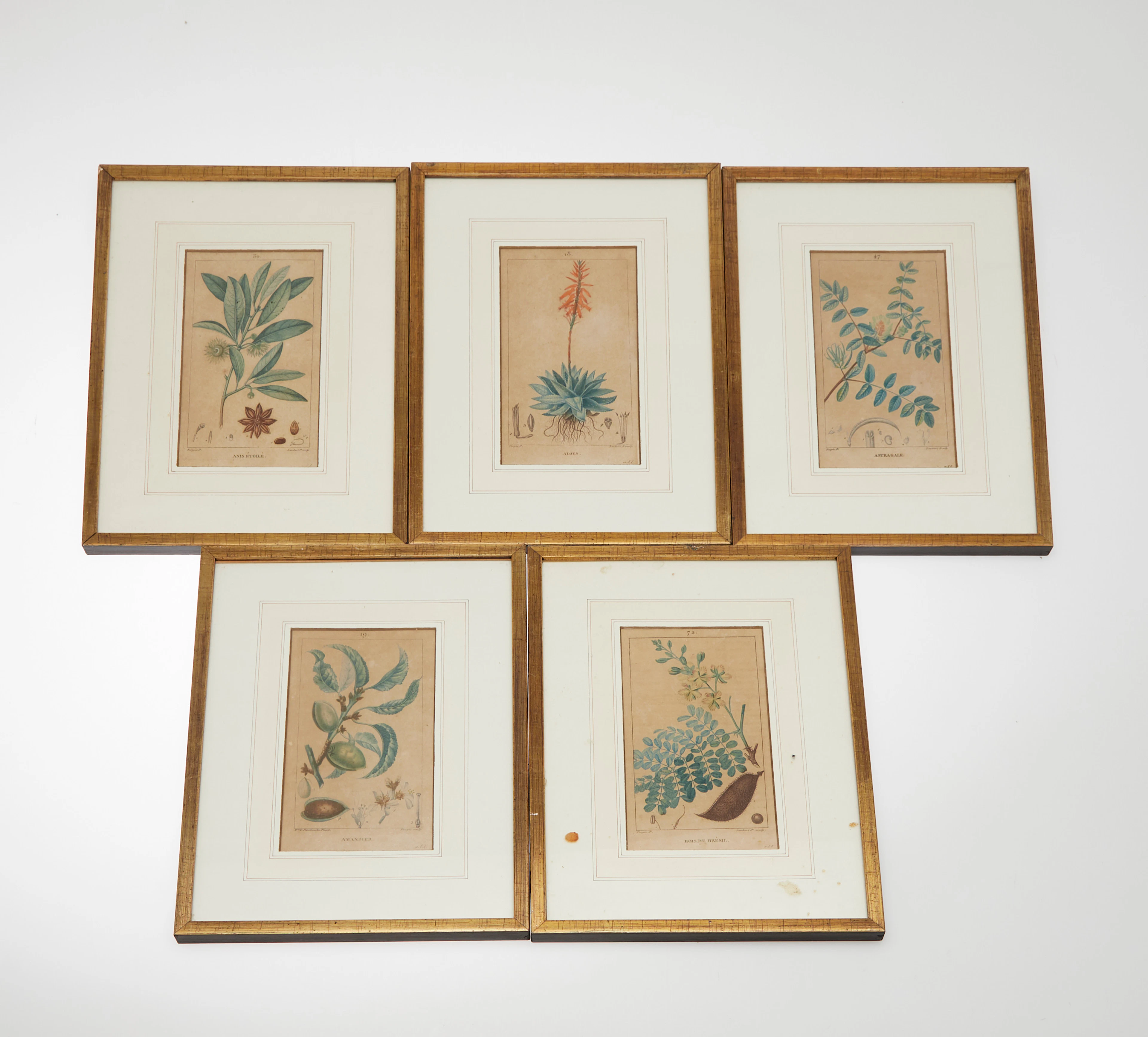 PIERRE J.F. TURPIN (1775-1840), ANNE E. PANCKOUCKE (1784–1860). Botanische