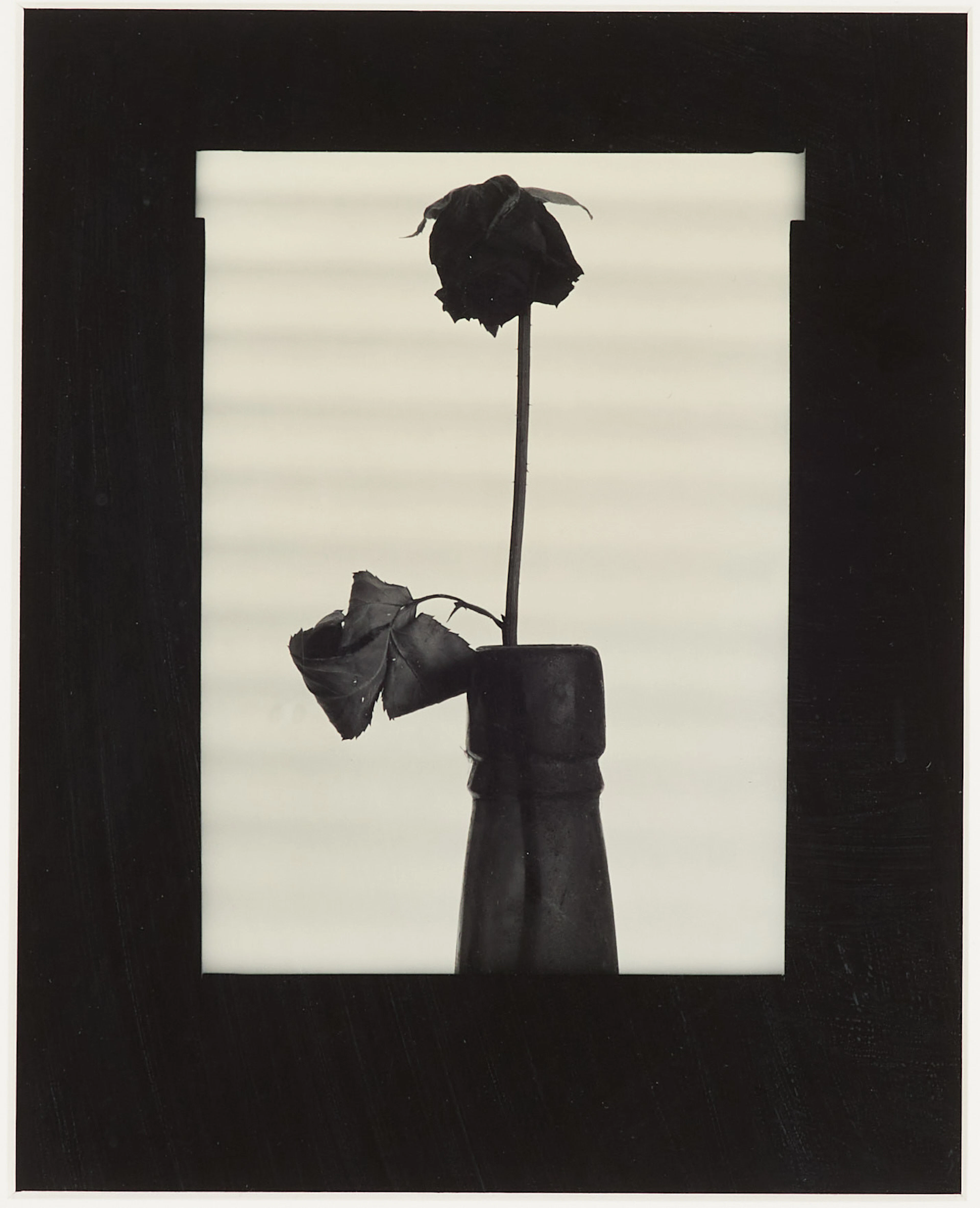 DAWID (BJÖRN DAWIDSSON). Ros, ur "Obscura minnen", 1981, fotografi
