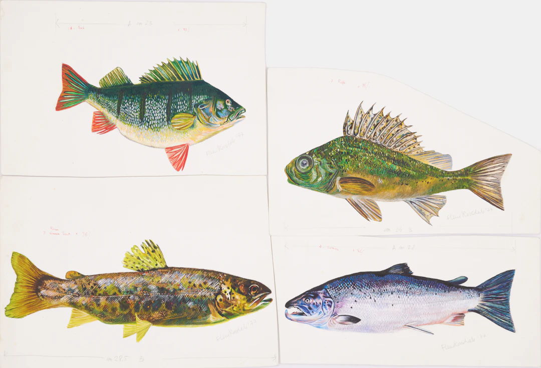 FLEUR ROSSDALE. Fiskar, 4 st, gouache på papper, signerade, daterade -77.