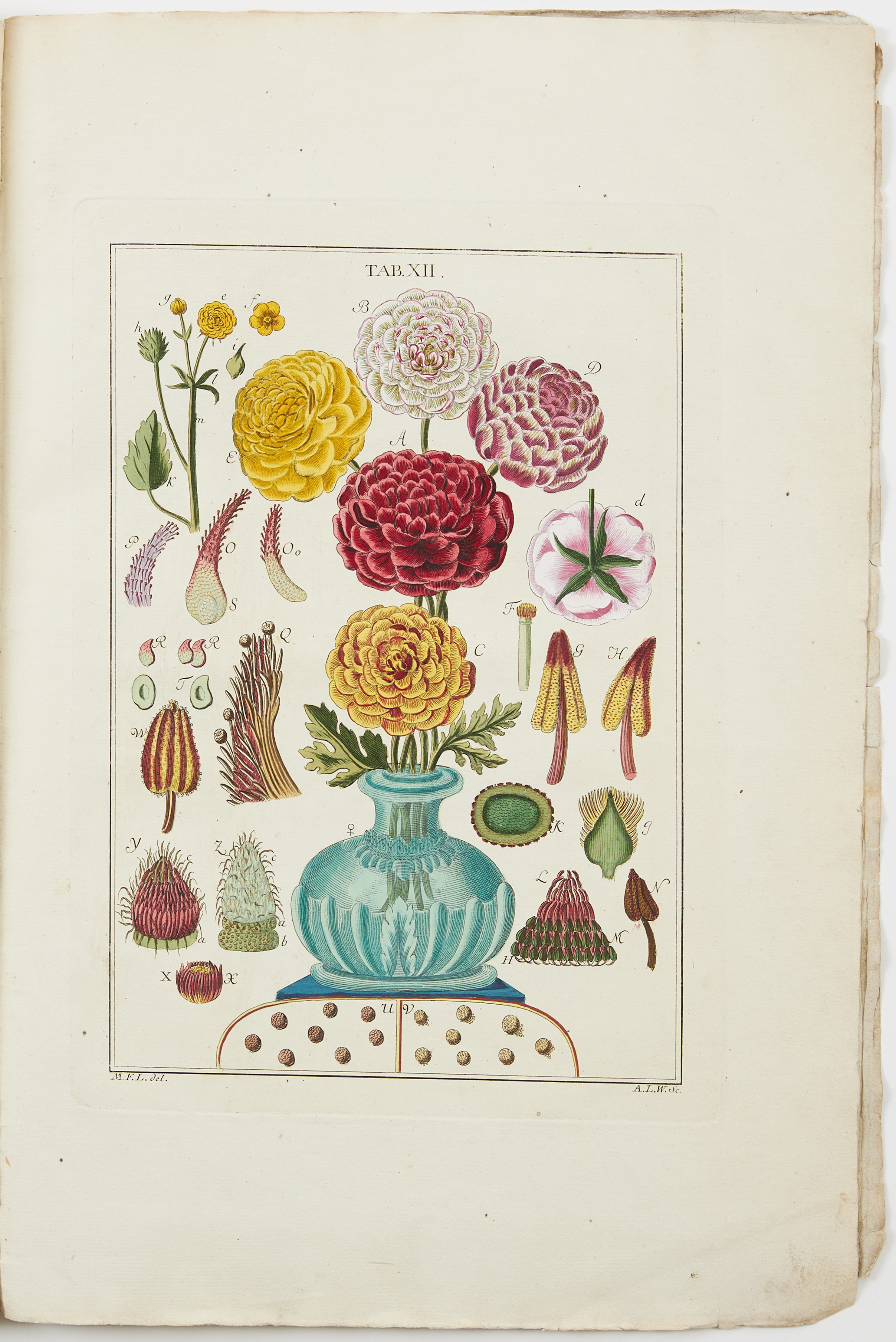 LEDERMÜLLER ON MICROSCOPE with fine botanical plates.