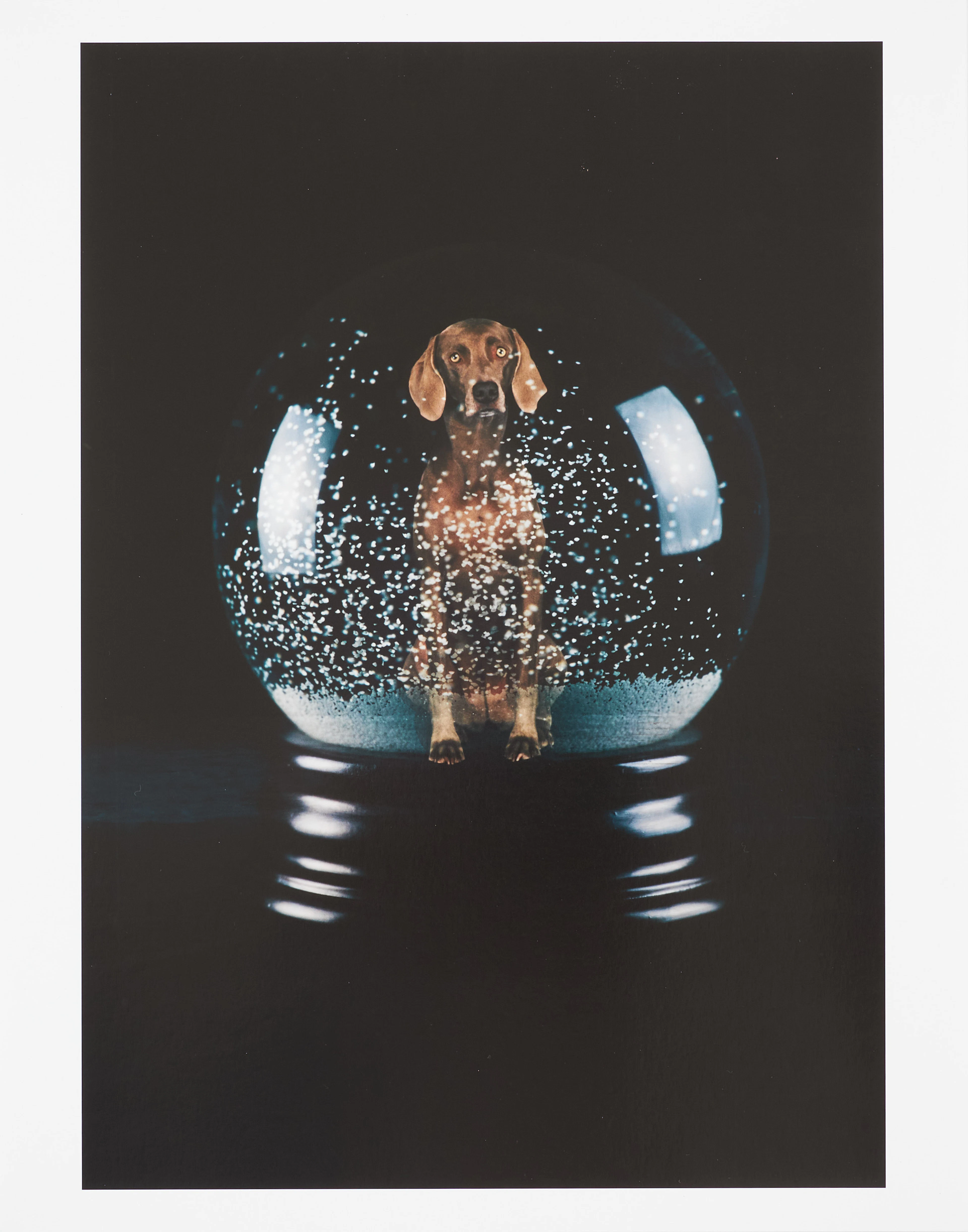 WILLIAM WEGMAN. Fotografi, "Sno Glo"", signerad tergo samt numrerad