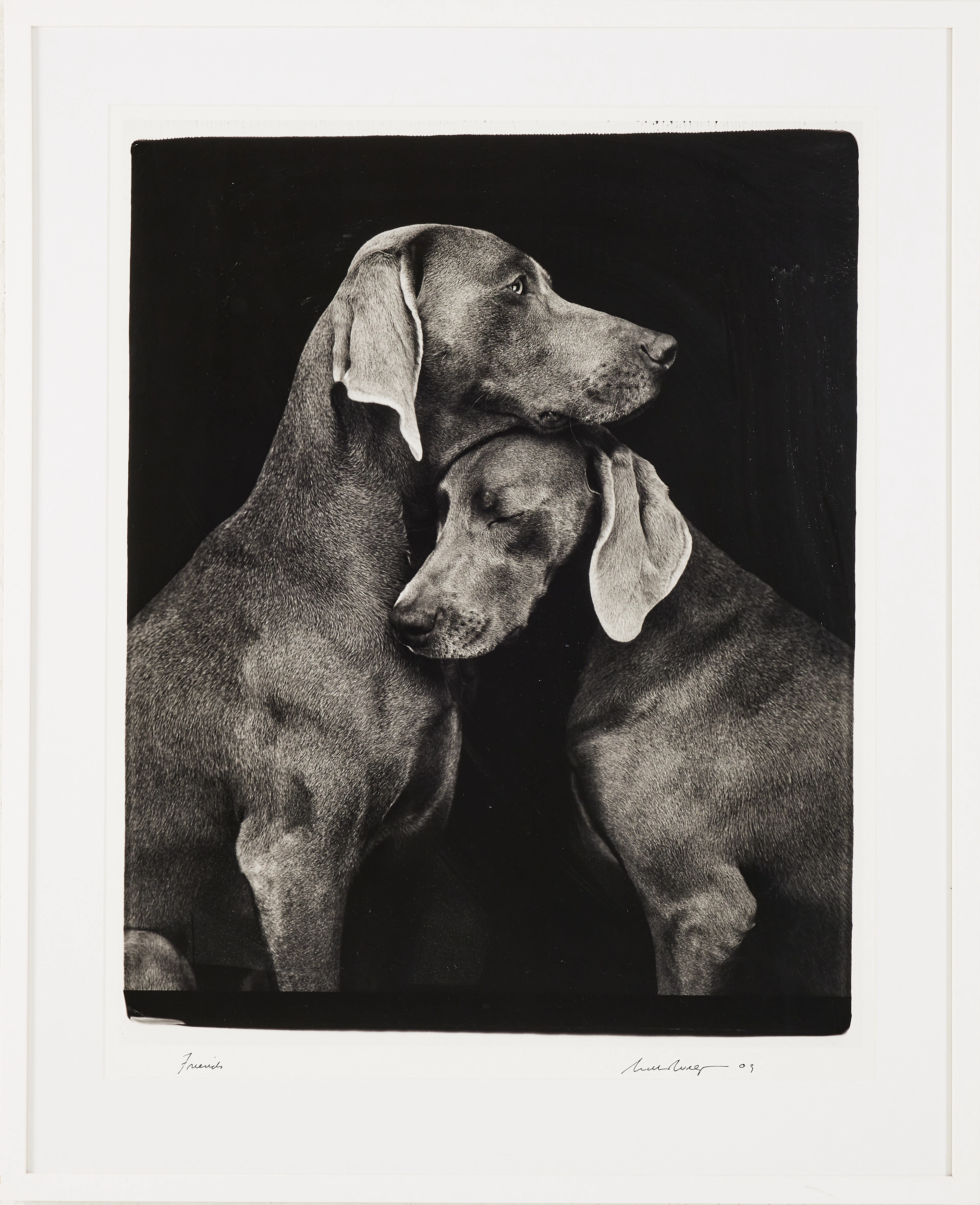 WILLIAM WEGMAN. "Friends", archival pigment print, signerat och daterat