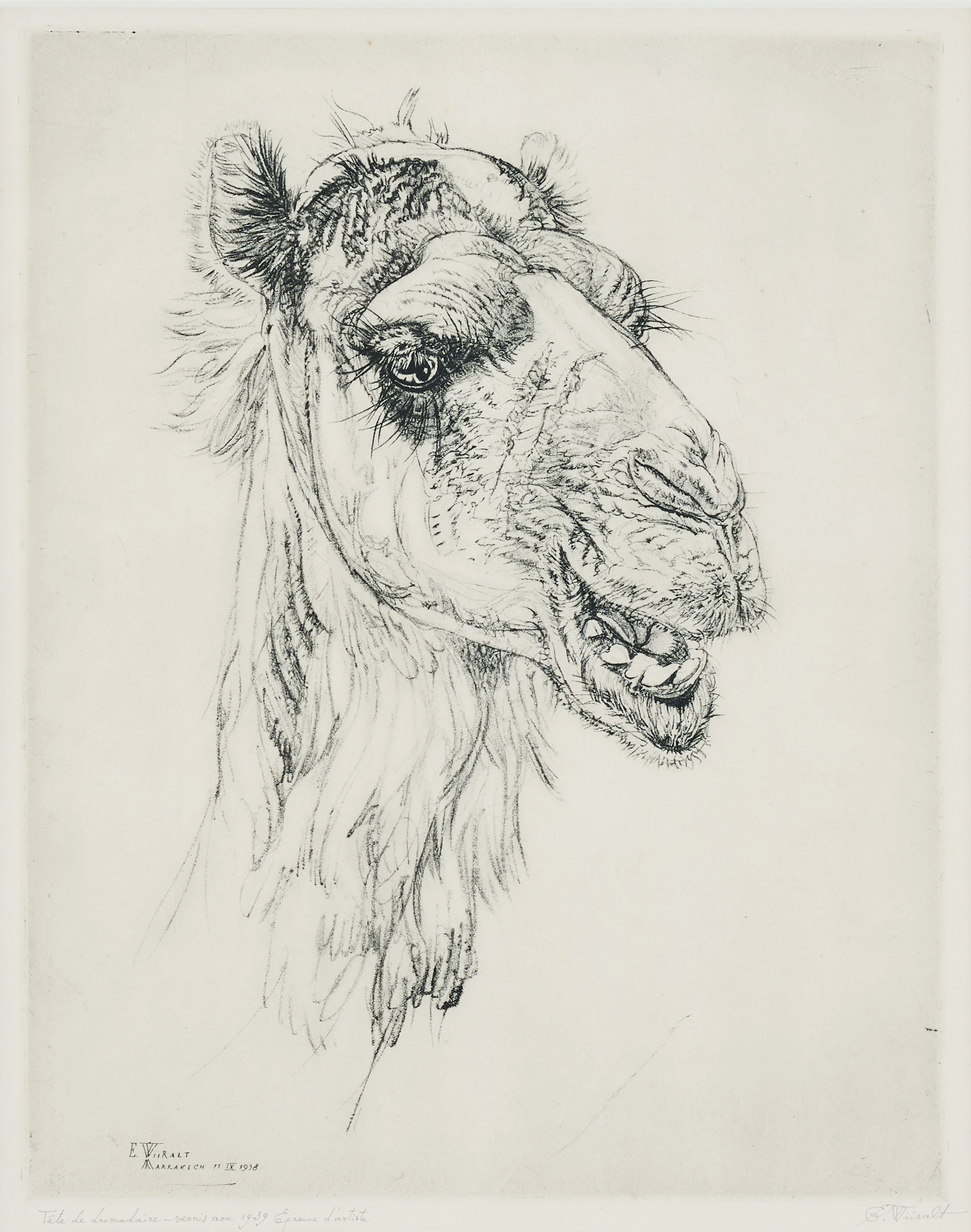 EDUARD WIIRALT. "Naerev kaamel" (A laughing Camel).