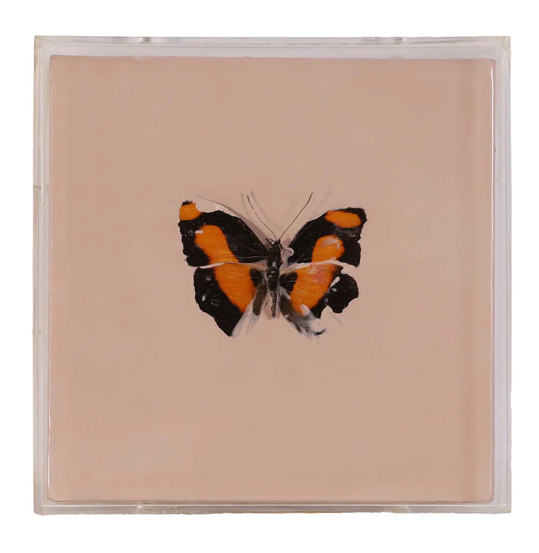▲ Damien Hirst (British, b.1965) Untitled (Catonephele sabrina)