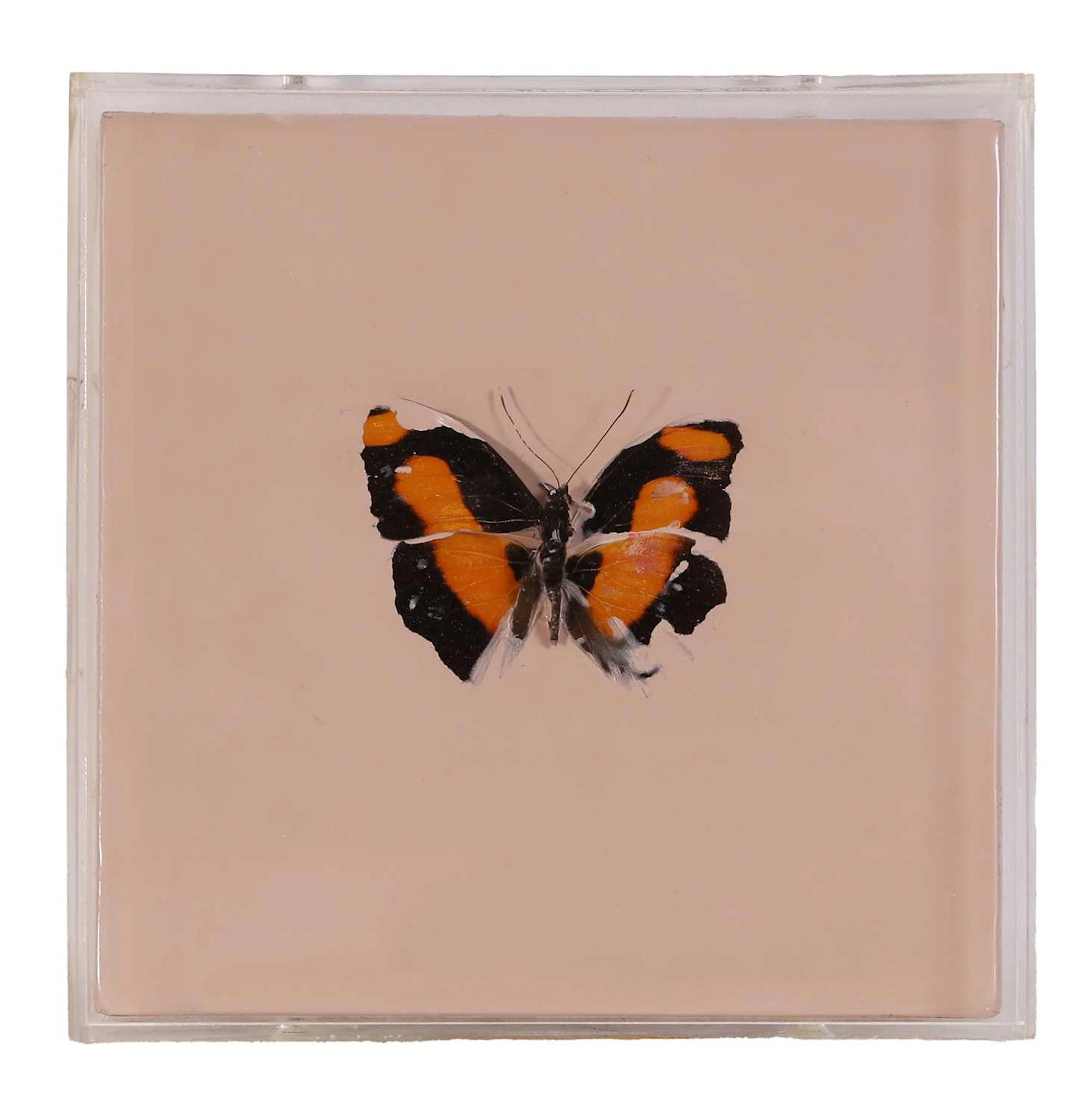 ▲ Damien Hirst (British, b.1965) Untitled (Catonephele sabrina)