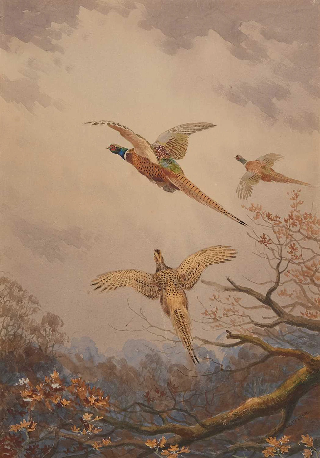 ▲ John Cyril Harrison (British, 1898-1985) Pheasants breaking cover