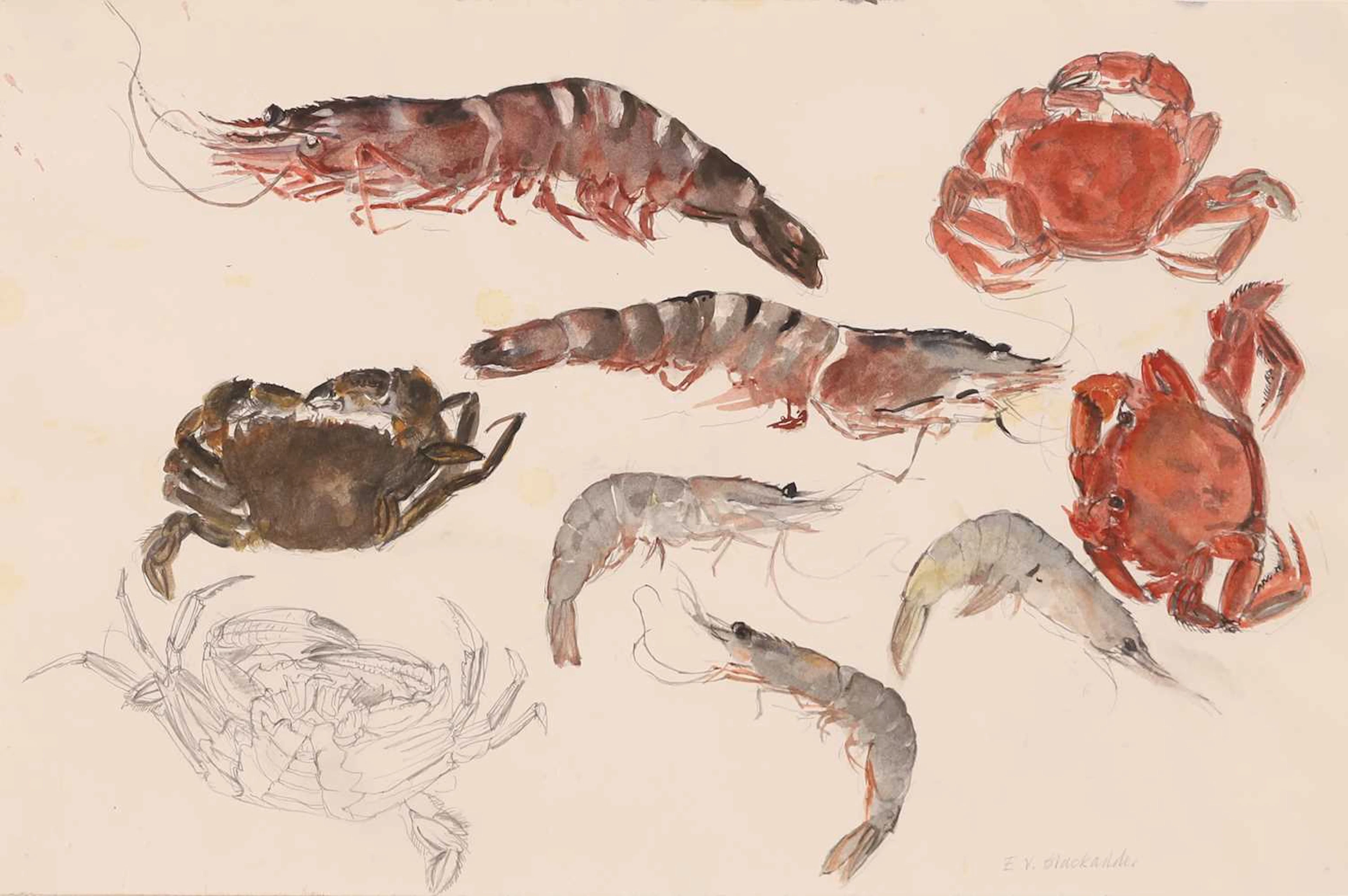 ▲ Elizabeth Blackadder (British, 1931-2021) Shellfish