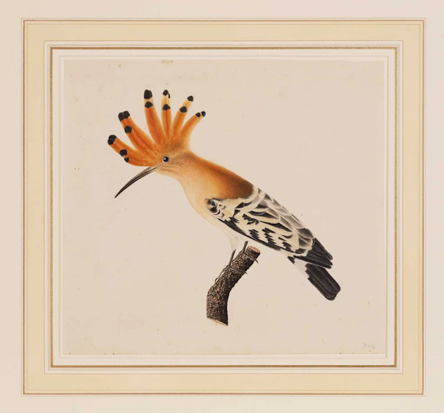 Pauline de Knip (French, 1781-1851) A hoopoe