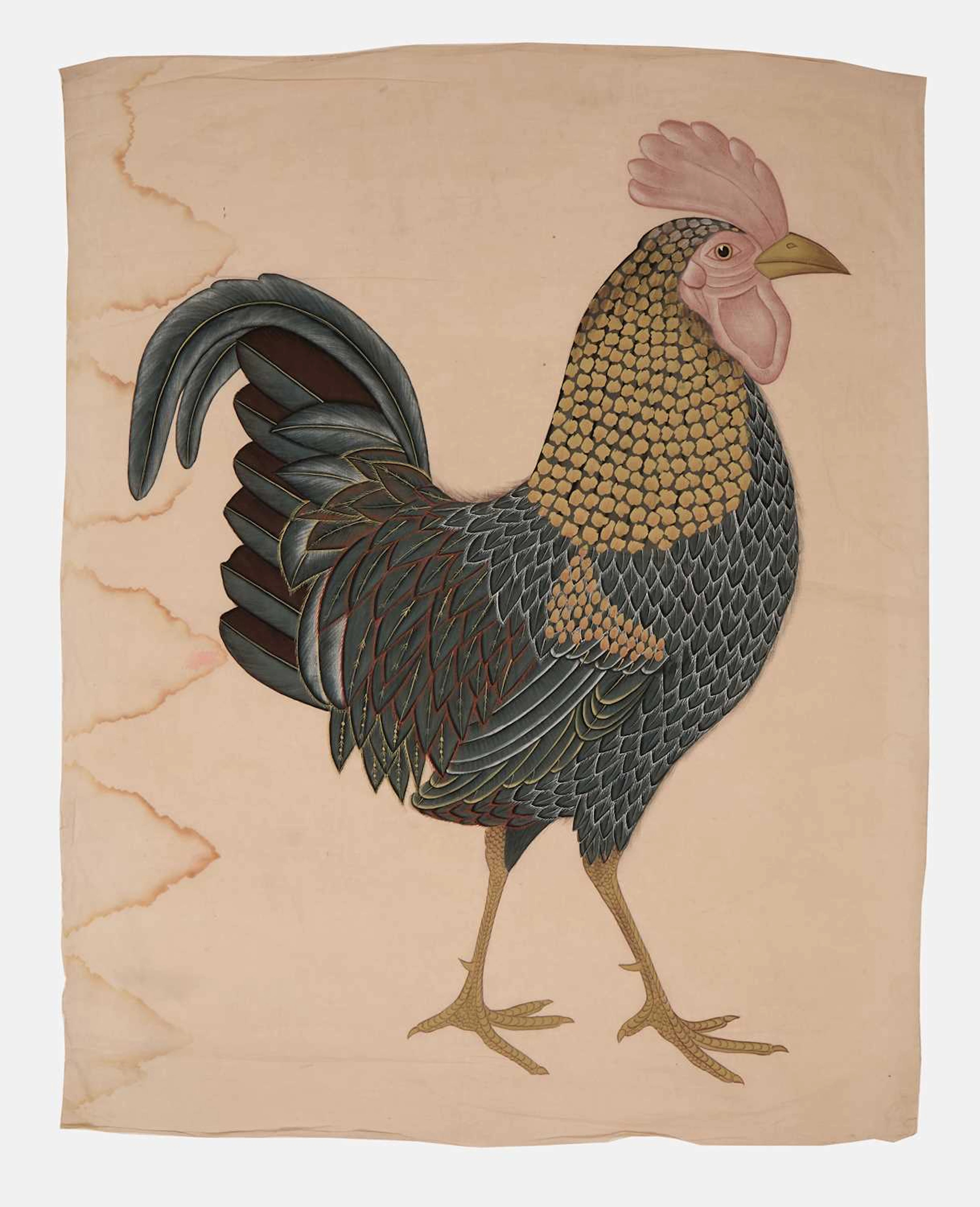 A large Indian painting of a grey junglefowl (Gallus sonneratii) 19th-20th