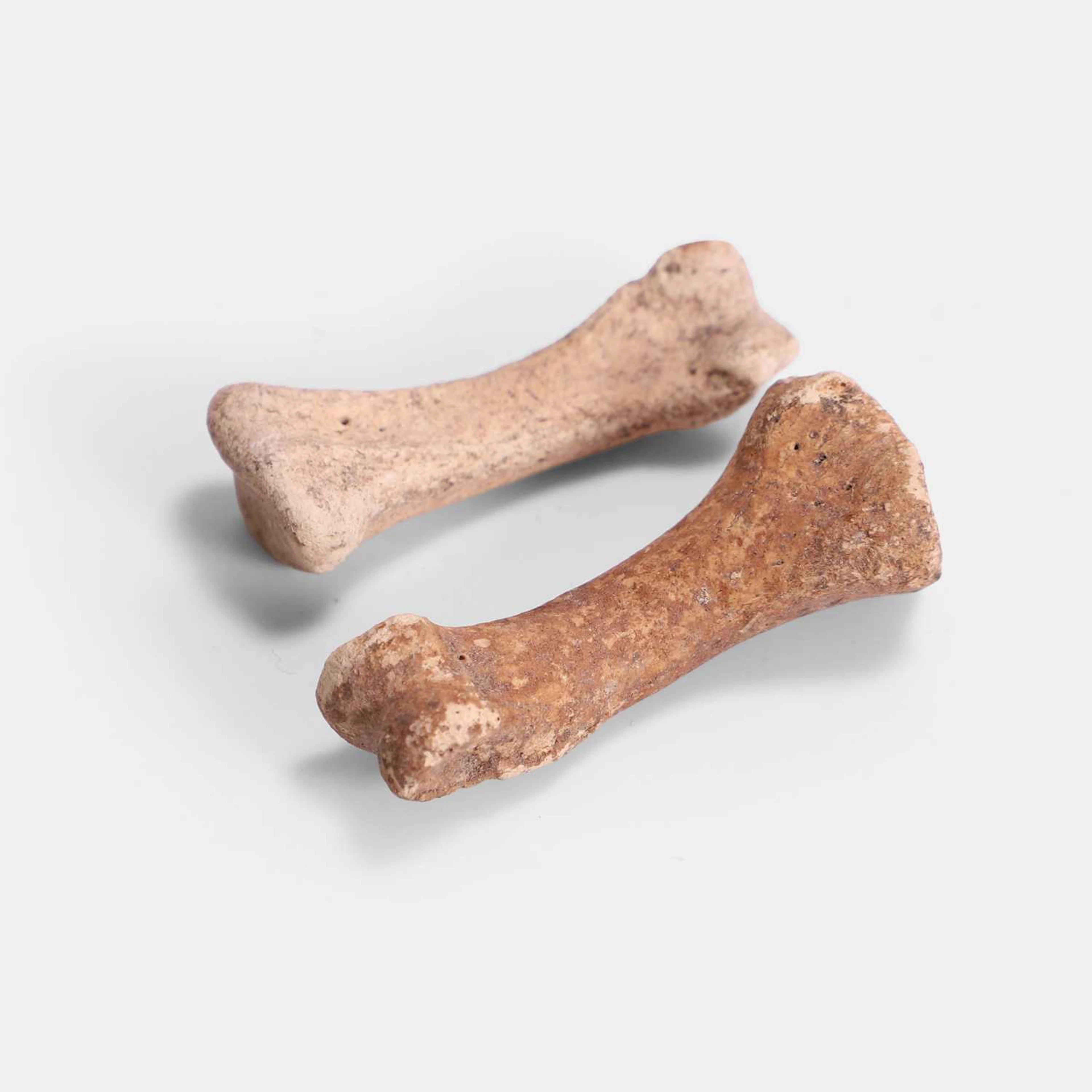 Two dodo foot bones pre-1690, Mauritius