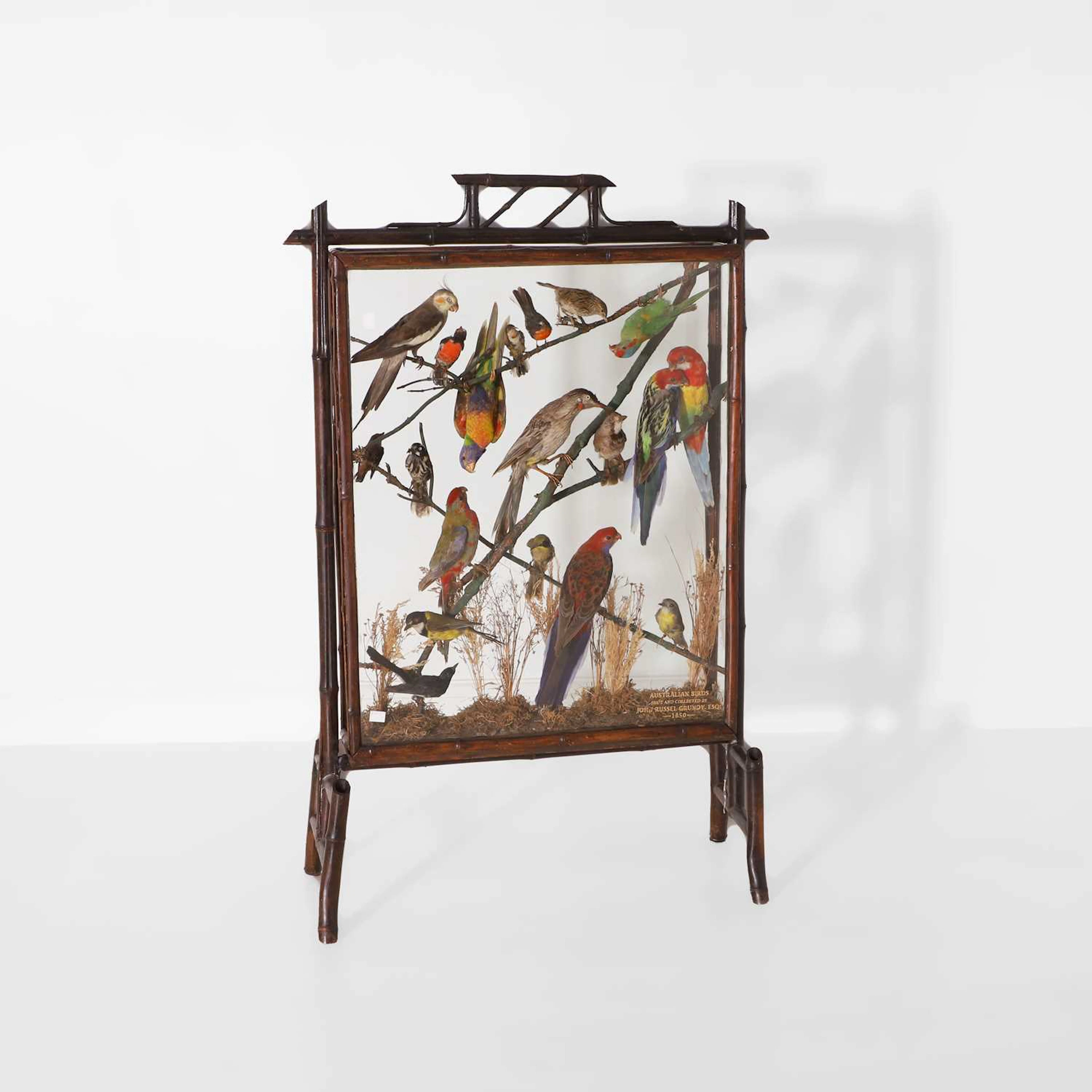 A fire screen filled with a taxidermy of Australian birds