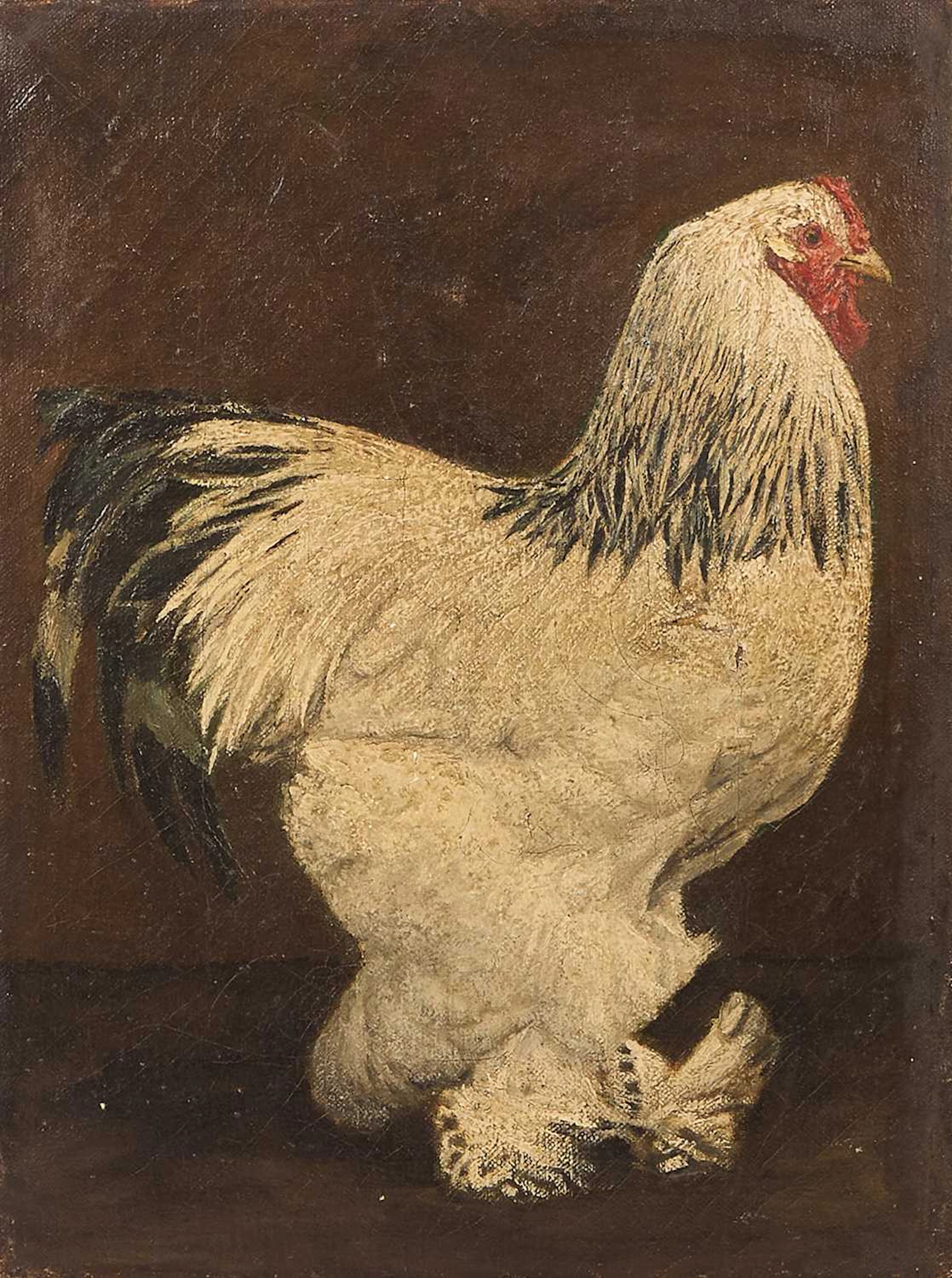 English School, 20th century A Brahma hen