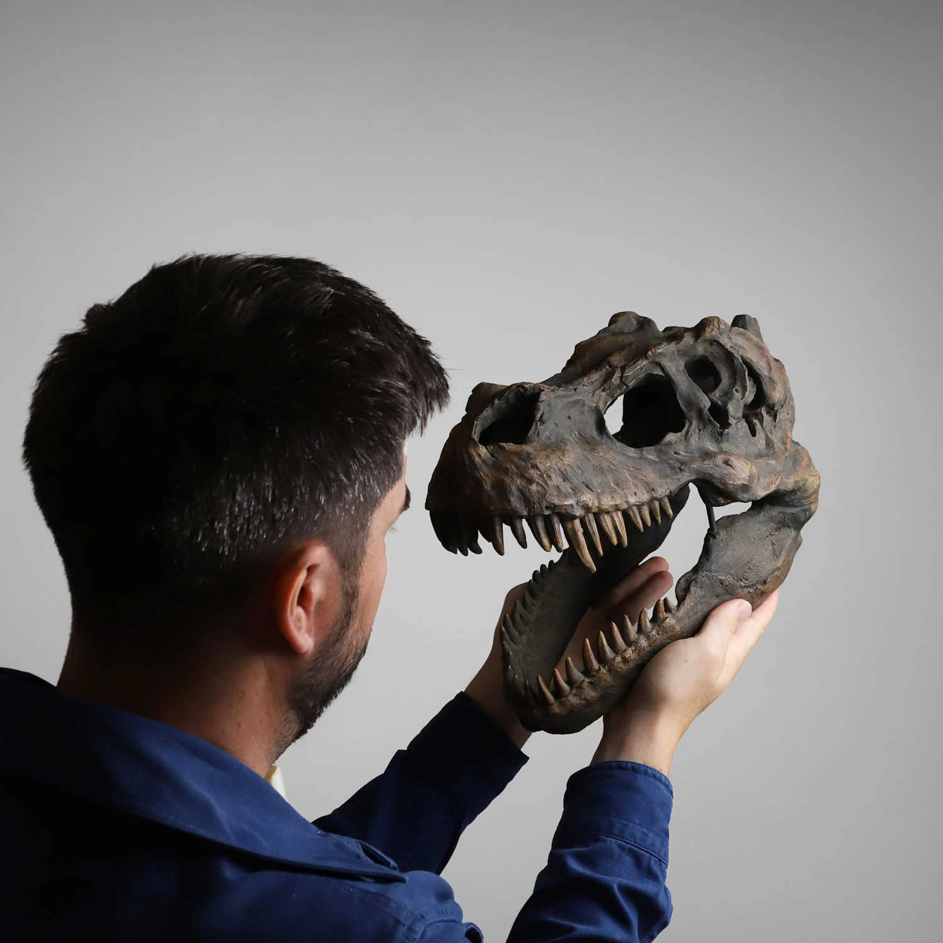 A Tyrannosaurus Rex dinosaur skull