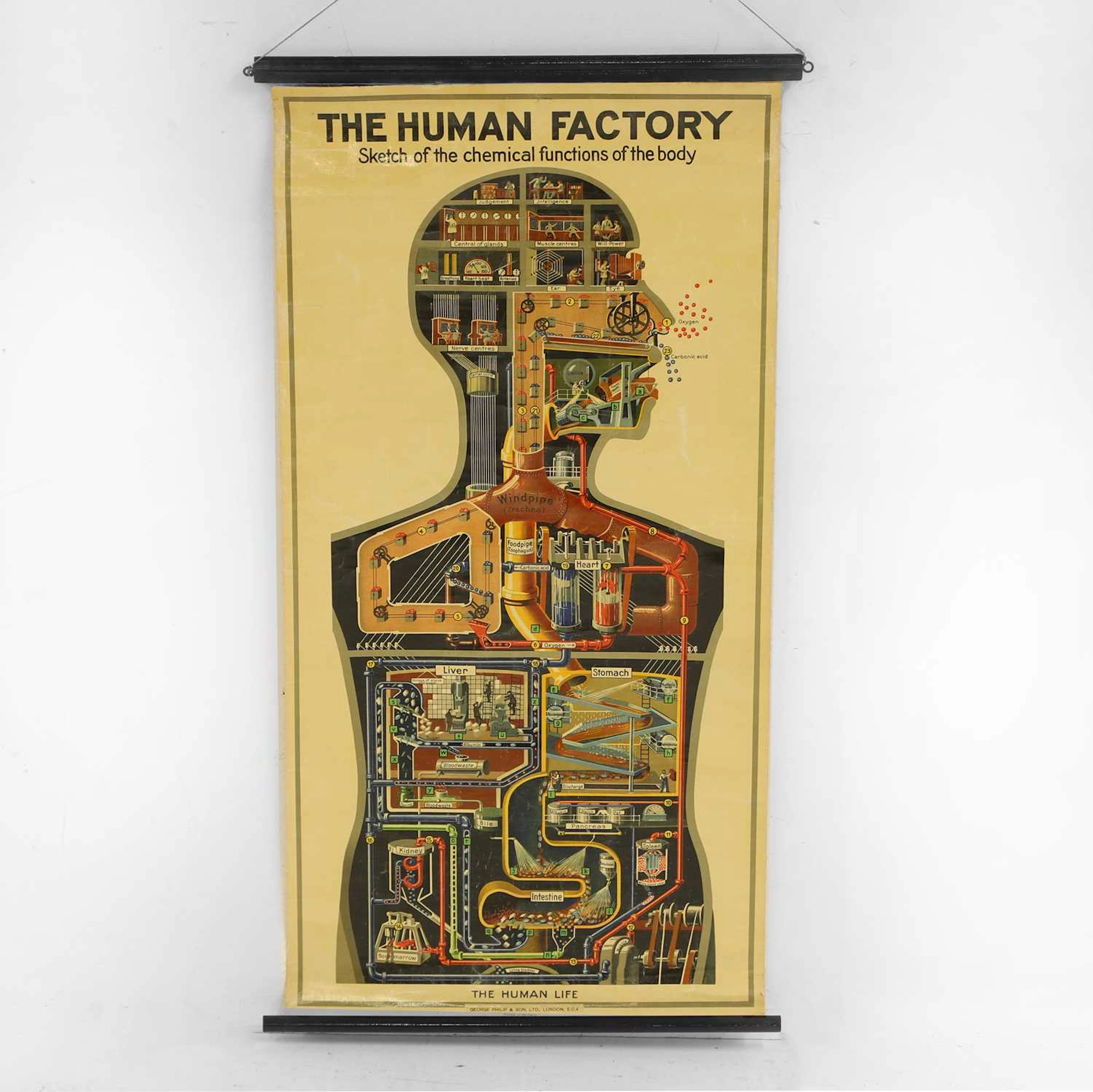 The 'Human Factory' medical poster