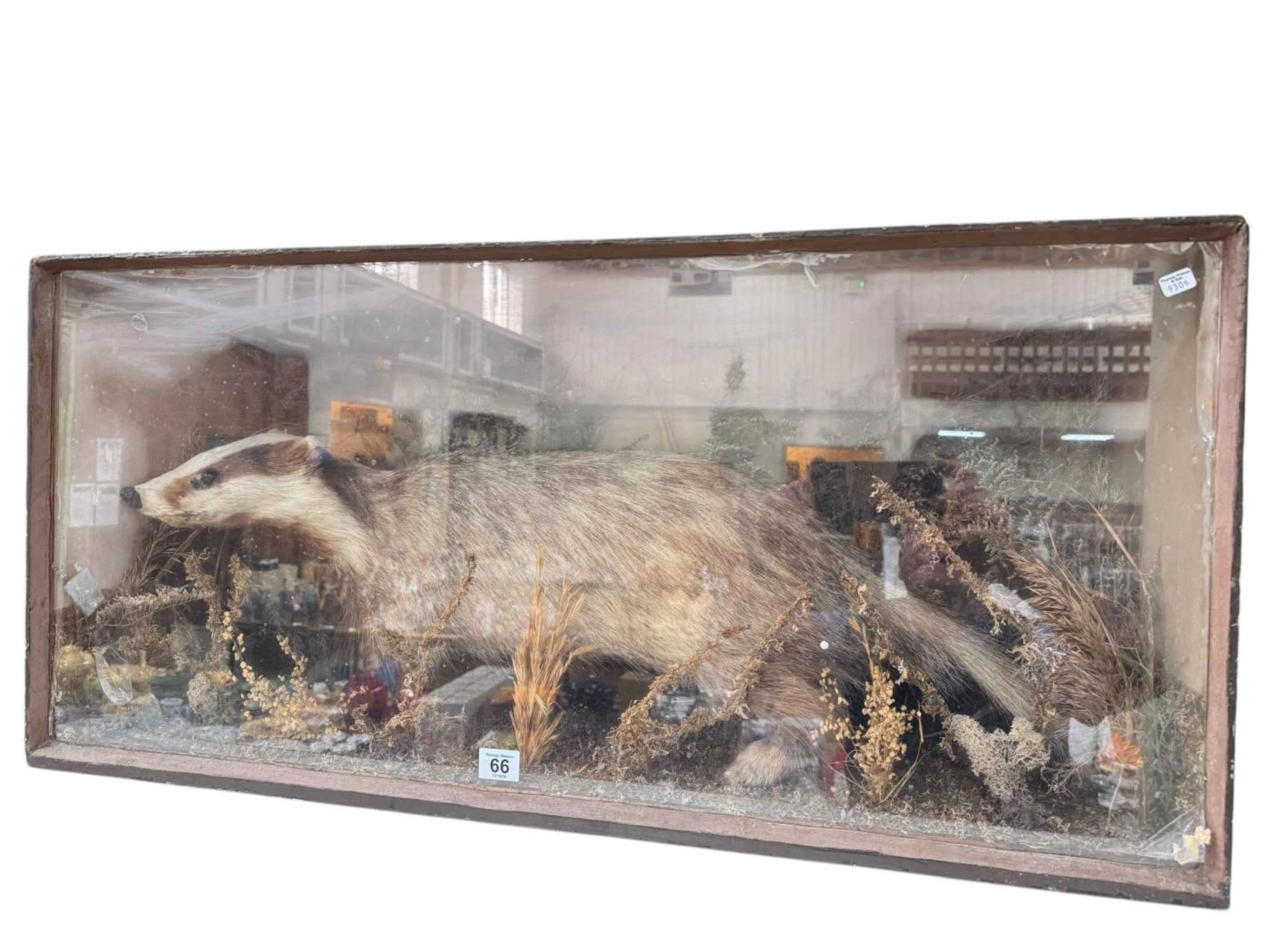 Cased taxidermy of a badger.