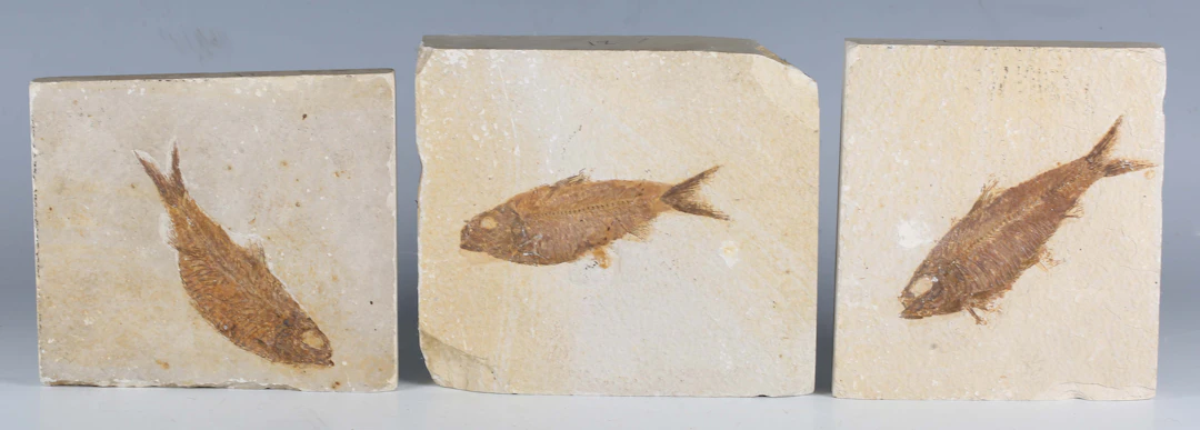 A fossil specimen of a Knightia eocaena, Green River formation, Wyoming