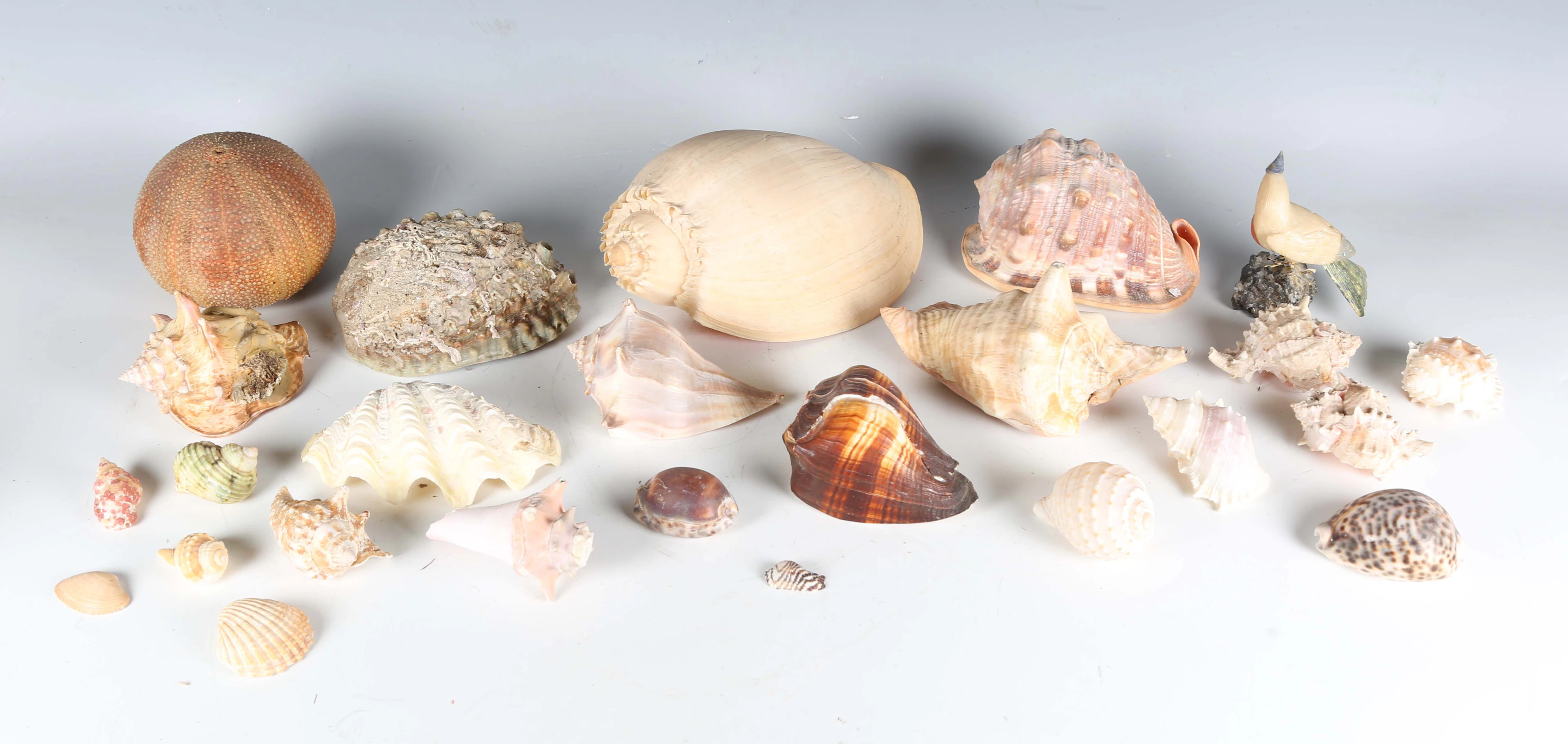 A collection of seashell specimens and corals, including a crowned