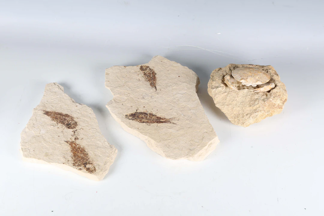 A fossil specimen of a mud crab, preserved within a block of limestone