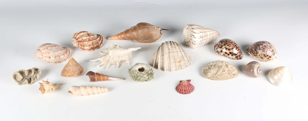 A selection of seashell specimens, including a variety of spider conch