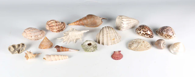 A selection of seashell specimens, including a variety of spider conch