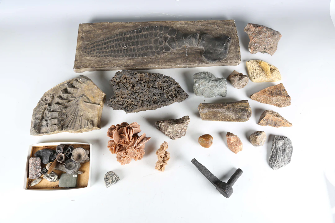 A collection of seashell and mineral specimens, including a nautilus