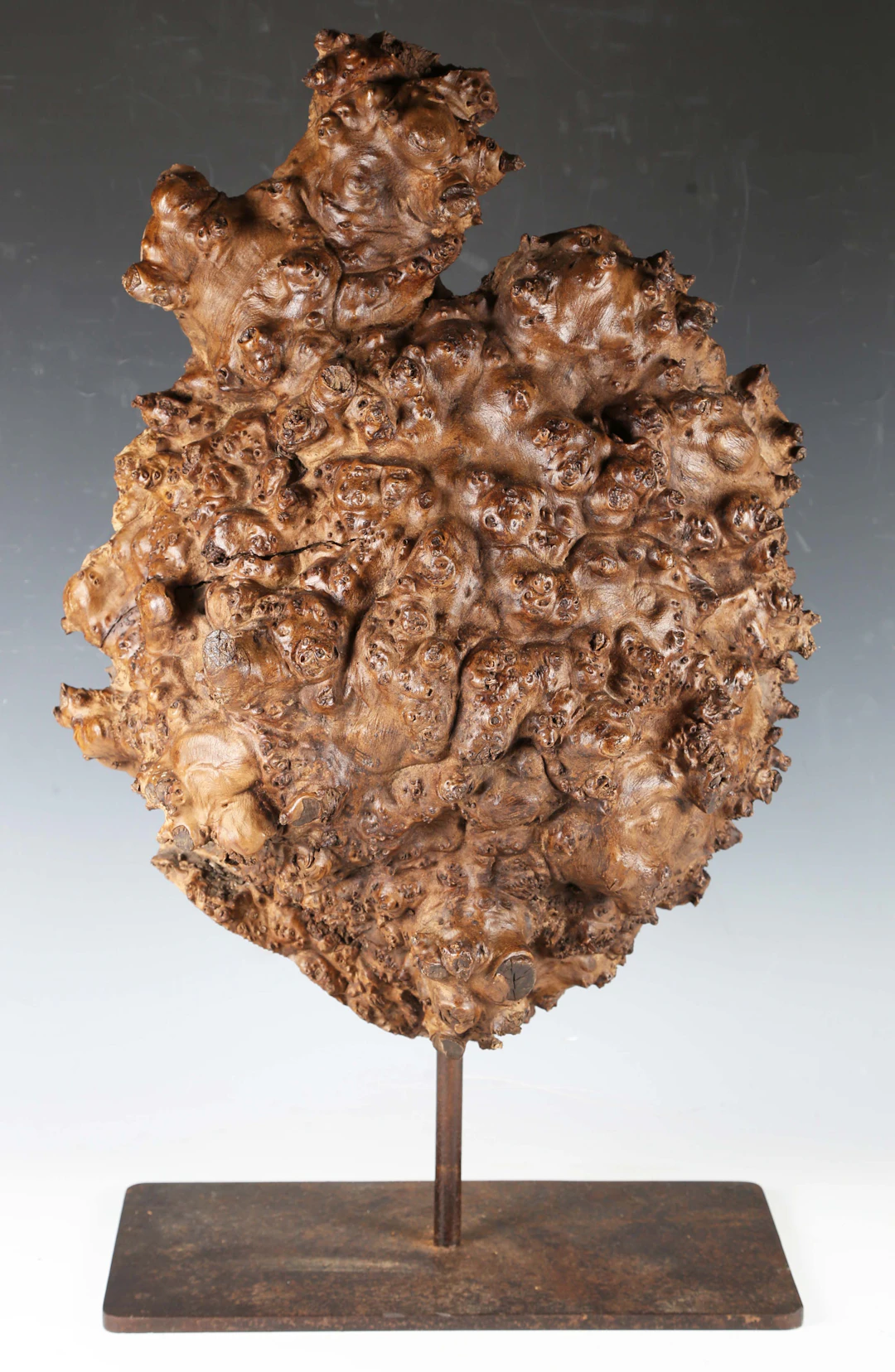 A decorative section of knotted wood, mounted to an iron display stand
