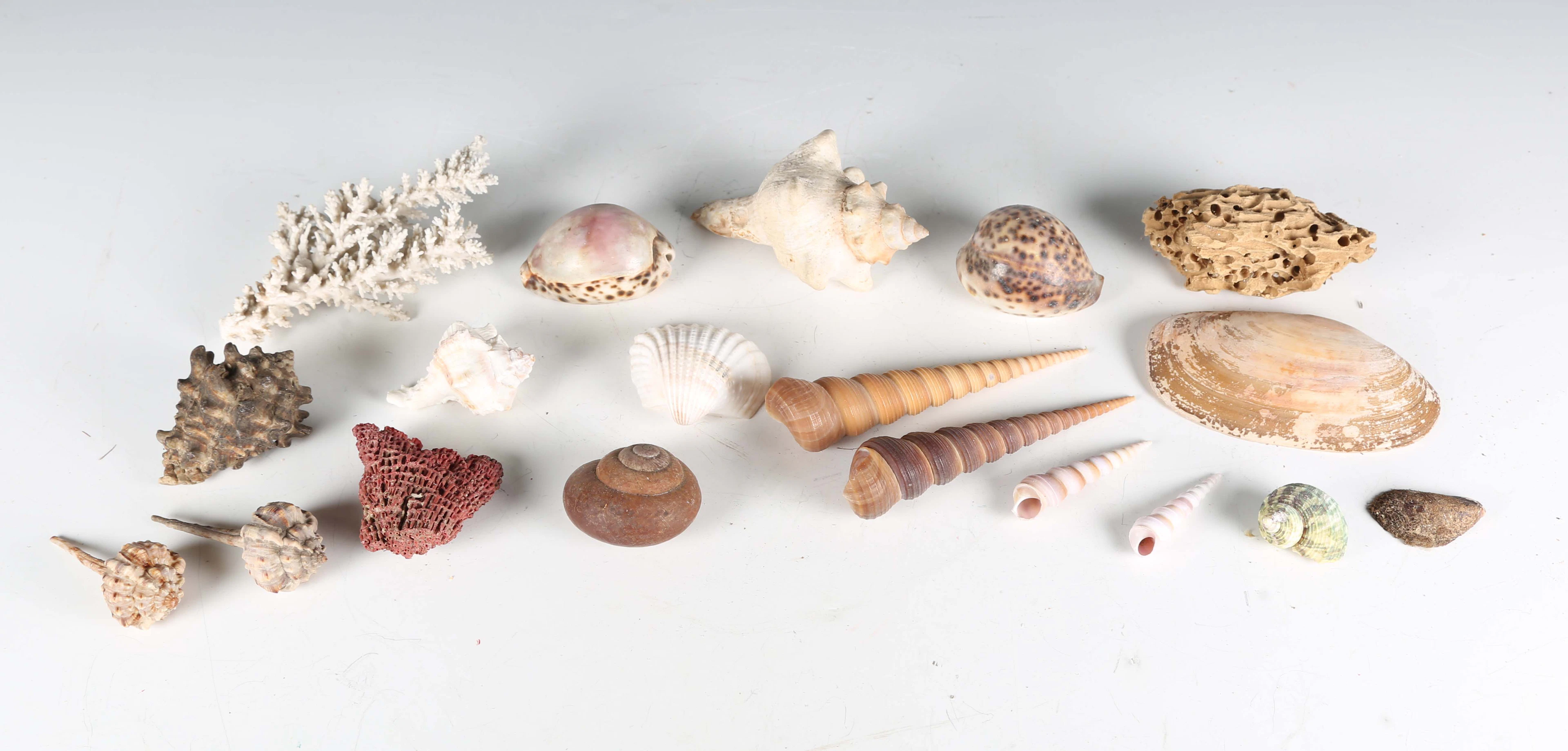 A large collection of seashell specimens, including large conch, abalone