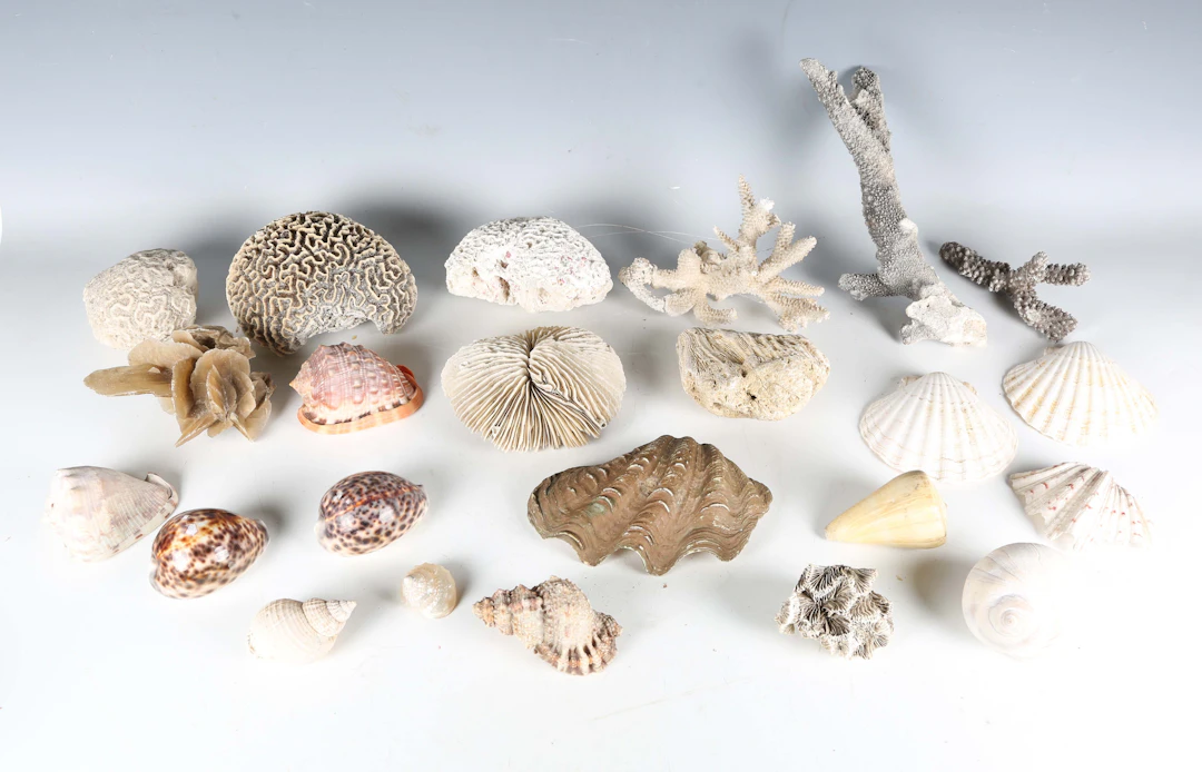A large collection of seashell specimens, including nautilus, Triton's