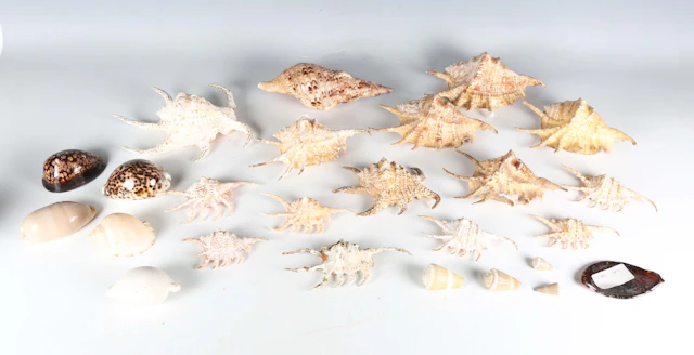 A collection of seashell specimens, including various cones, cowries