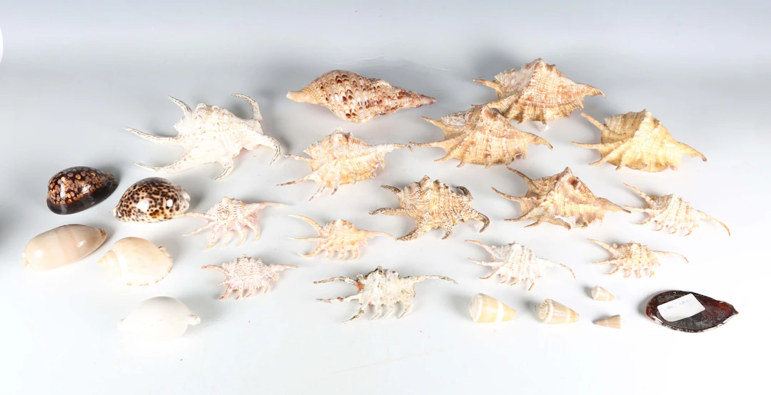 A collection of seashell specimens, including various cones, cowries