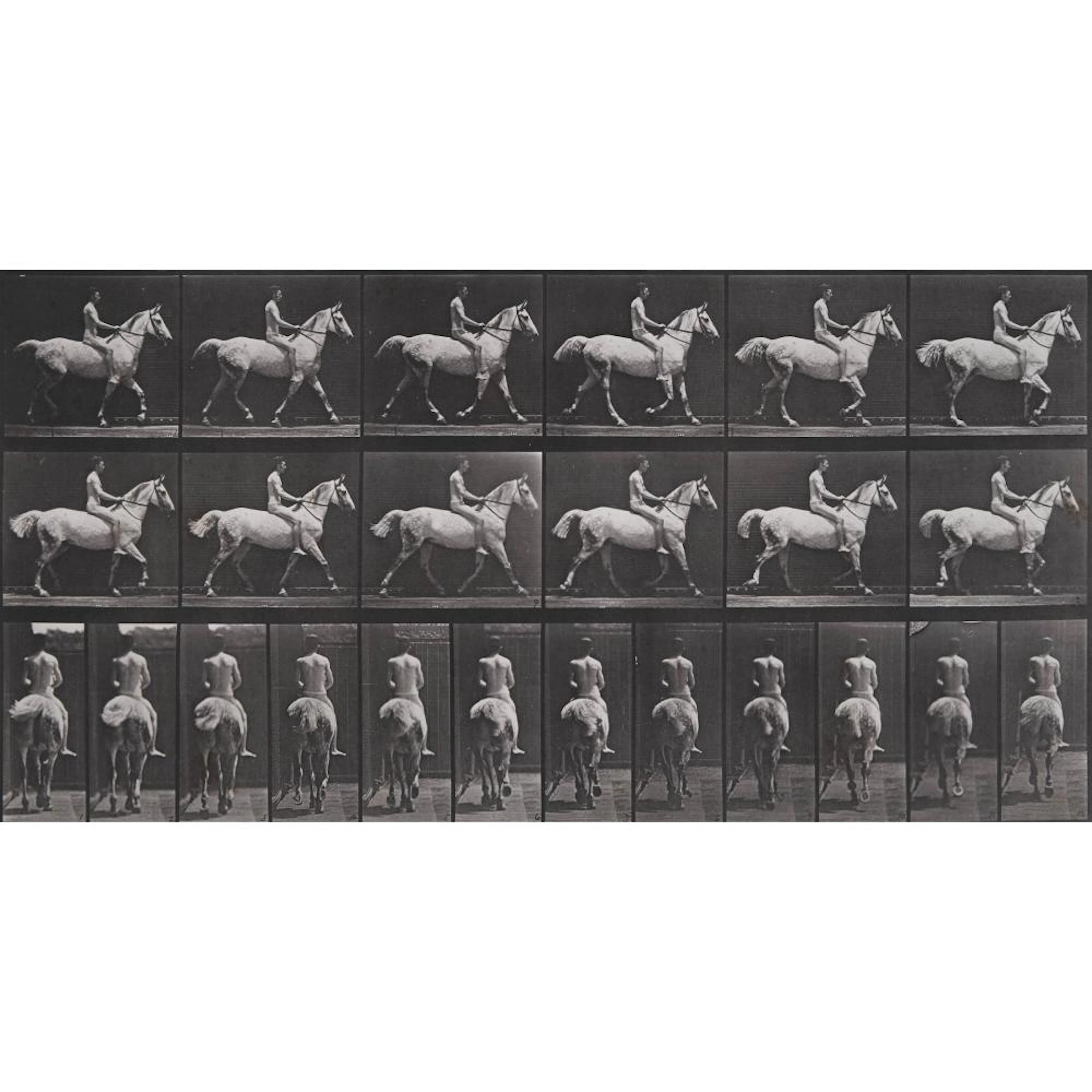 Eadweard Muybridge (1830-1904), PLATE 602 FROM ANIMAL LOCOMOTION, 1887