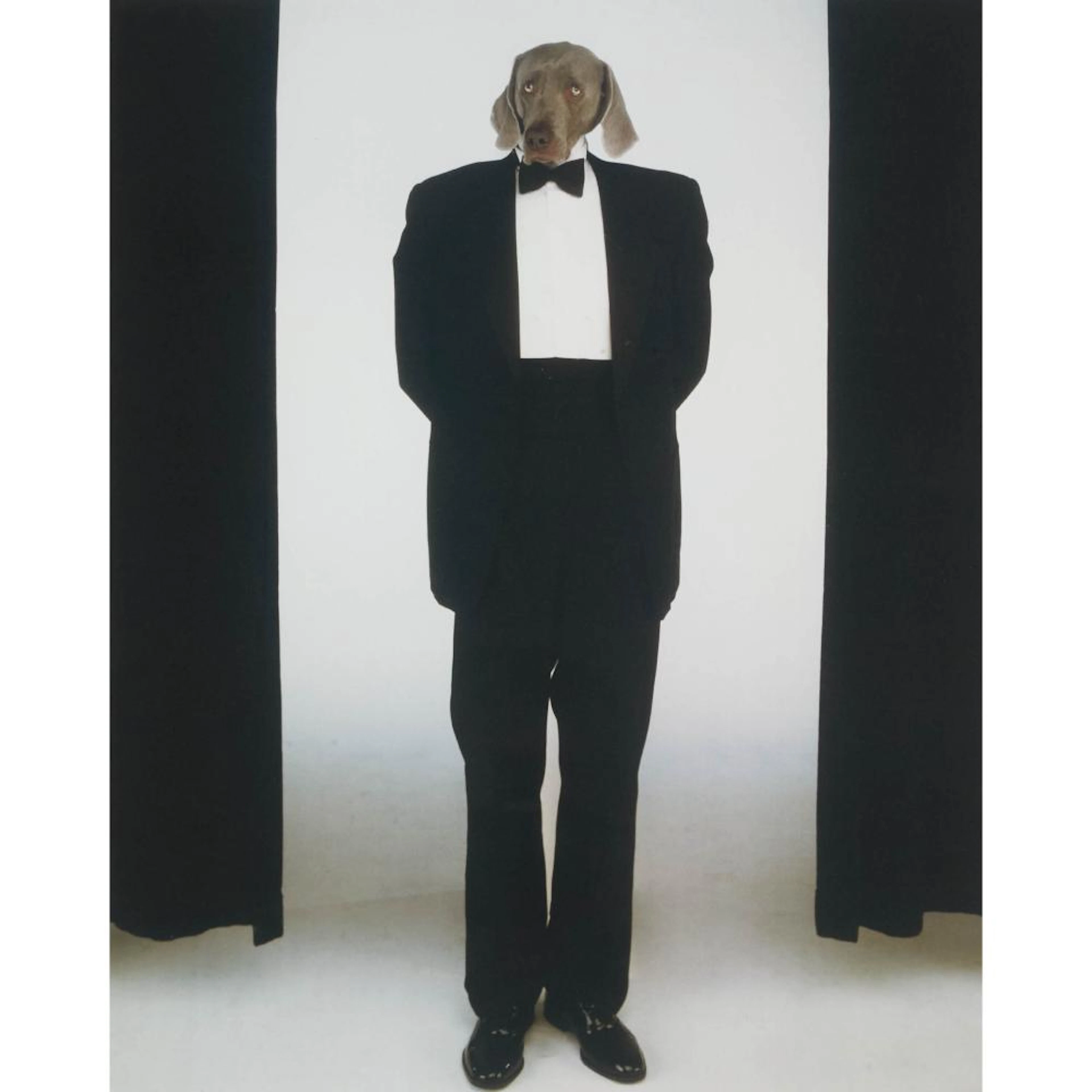 William Wegman (b. 1943), GUEST, 2002