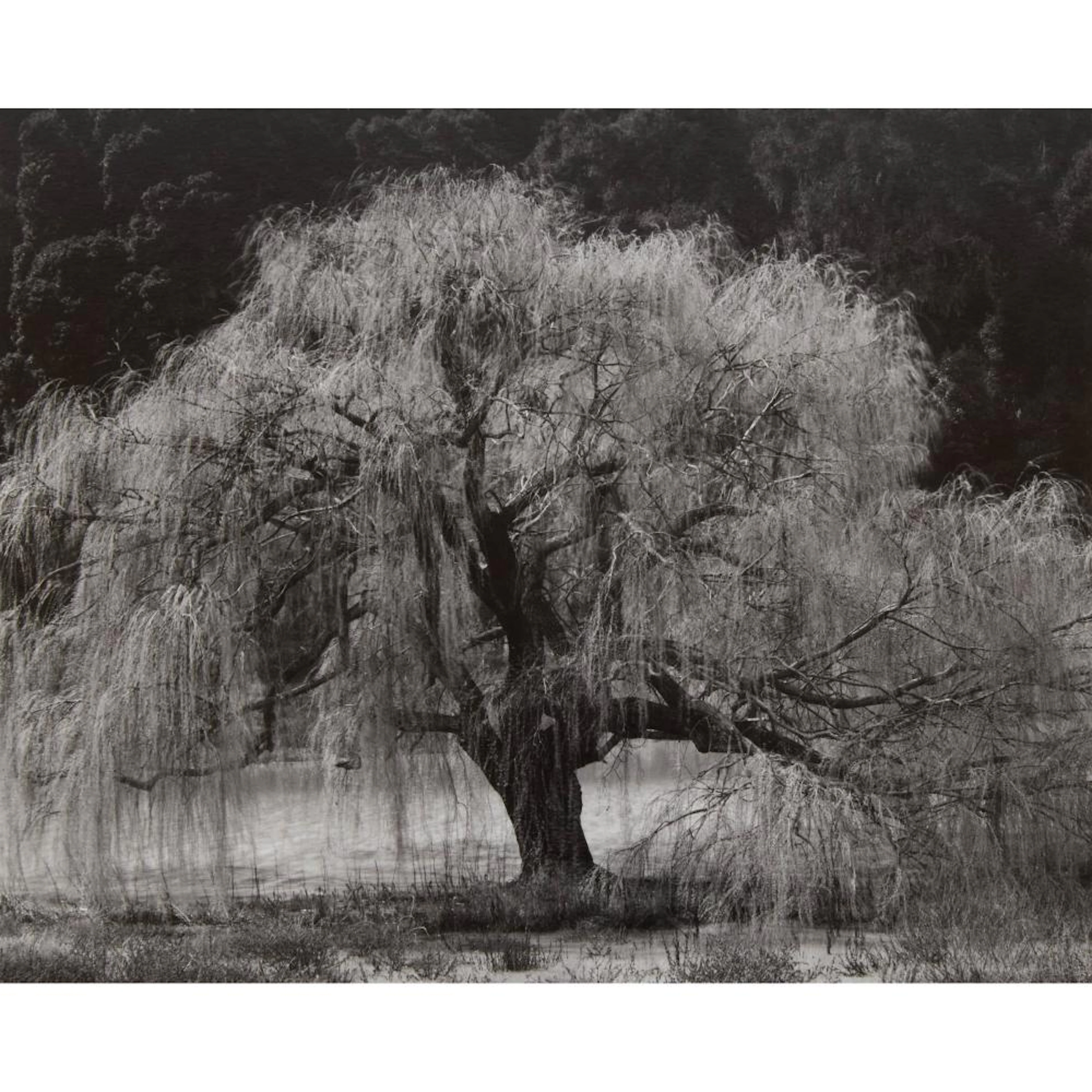 Edward Weston (1886-1958), WILLOW, SANTA CRUZ, 1933