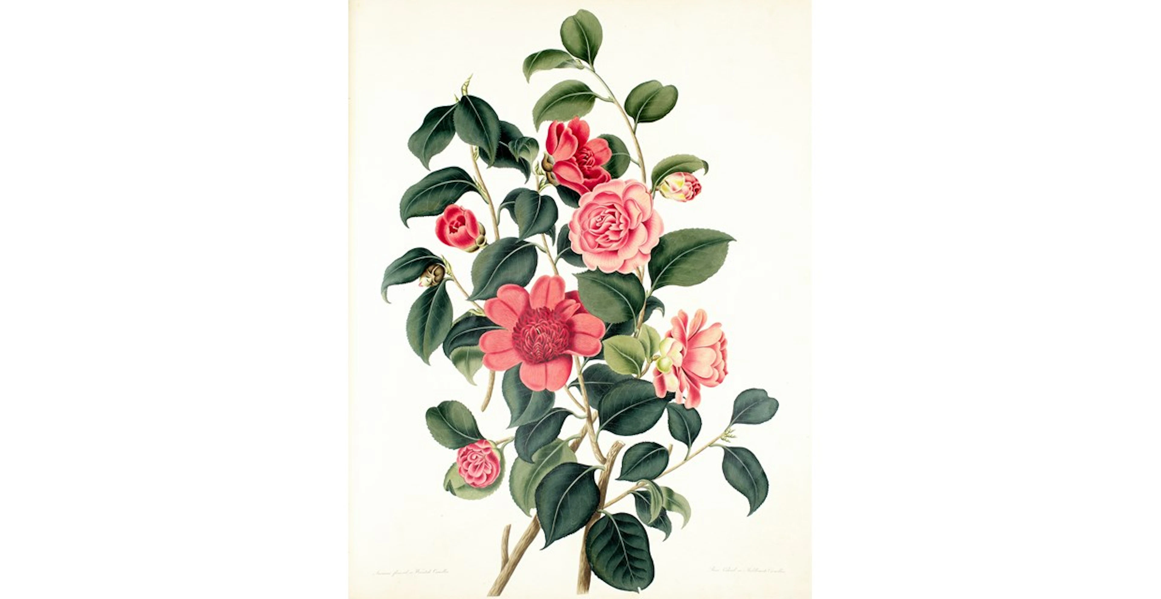 Samuel Curtis (1779-1860)