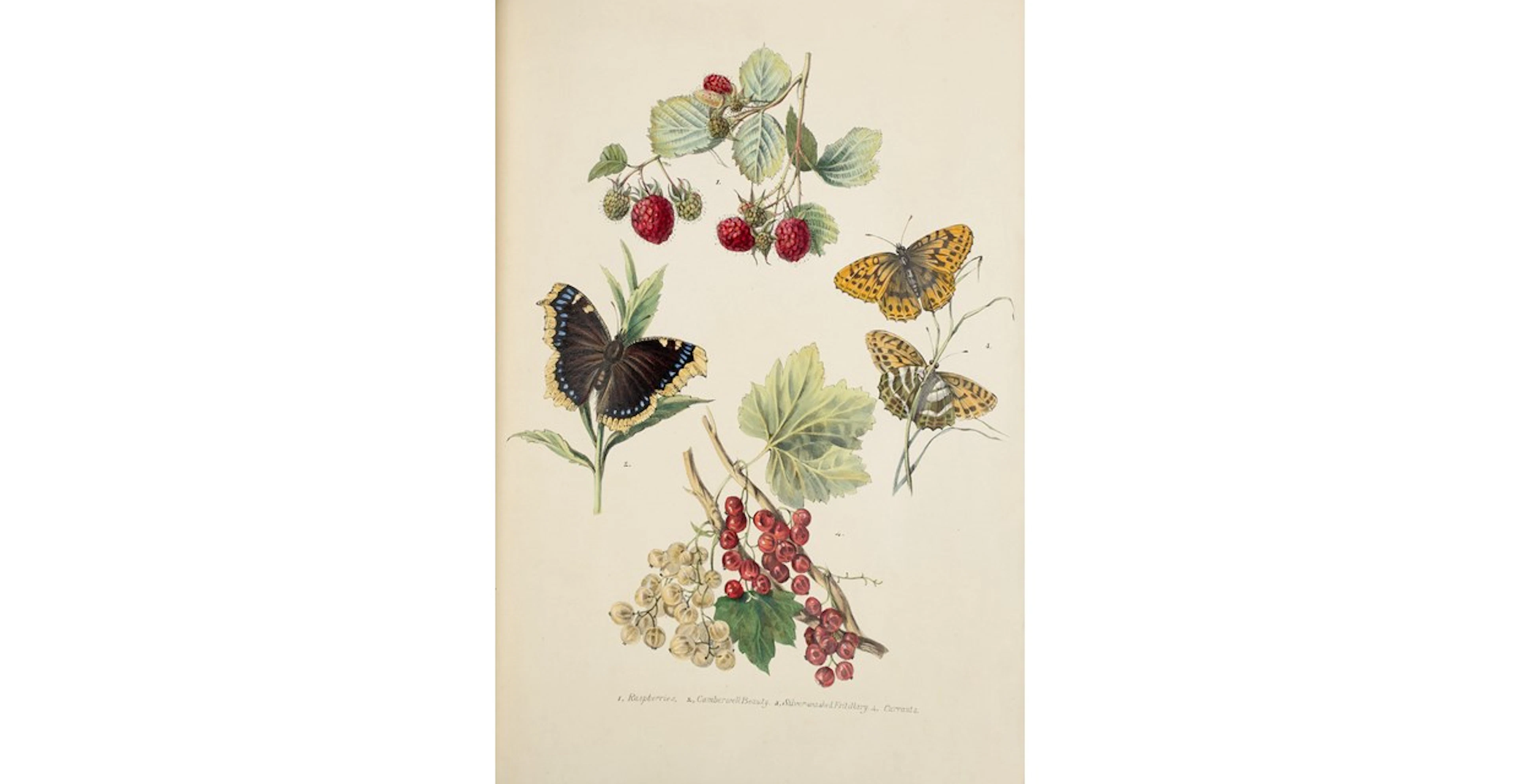 Harriet Grove Cradock (1809-1884)